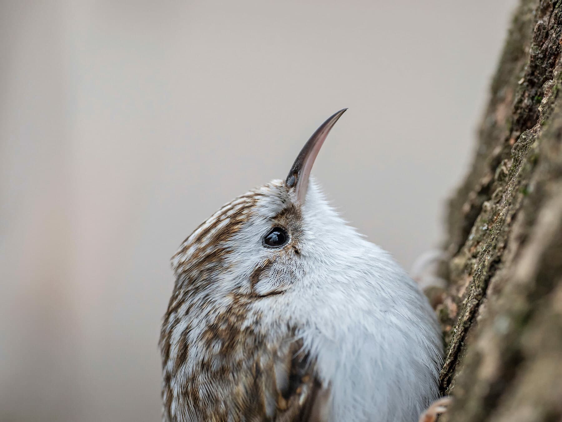Treecreeper portrait