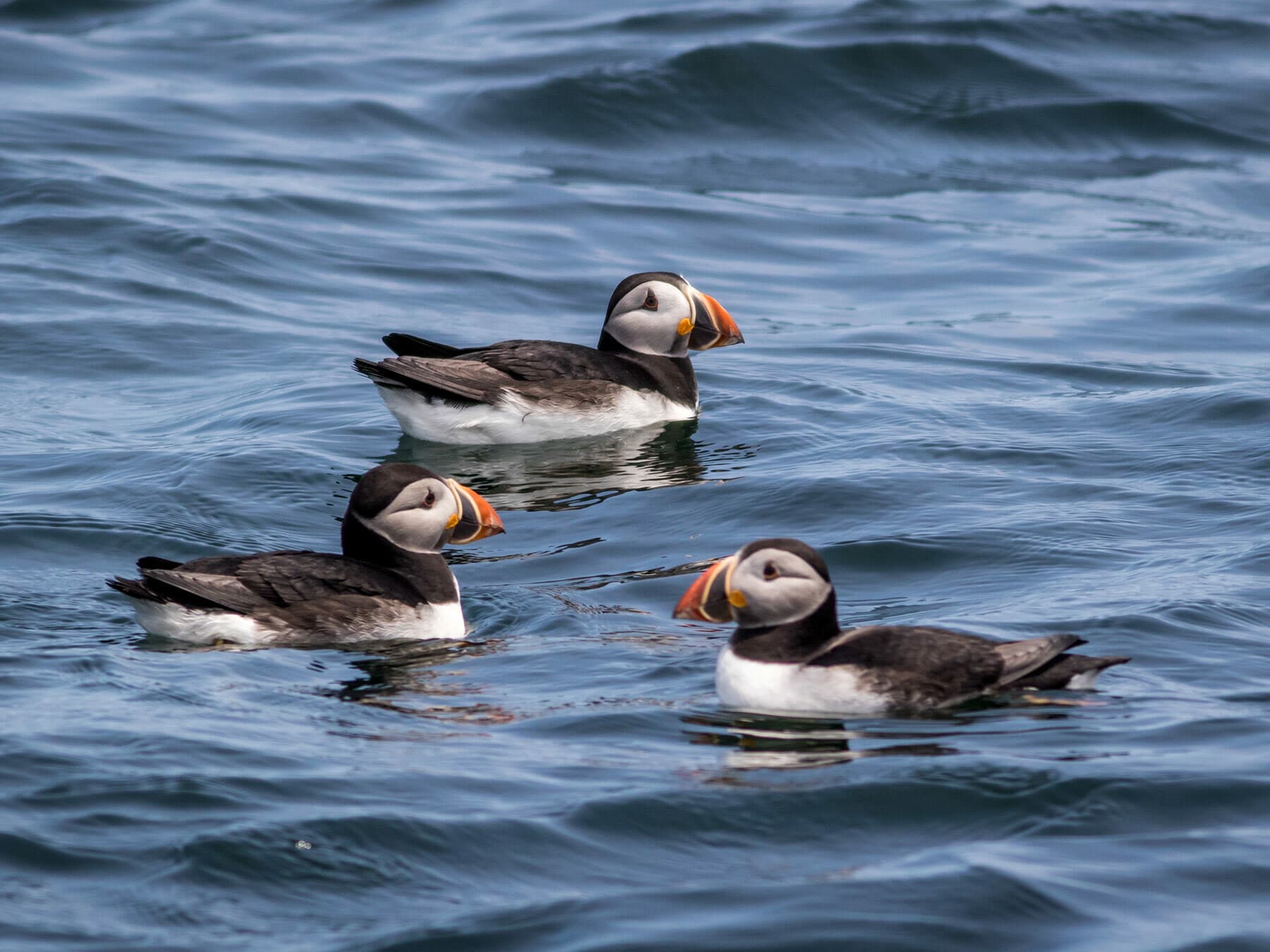 Trio of Puffins sat on the water