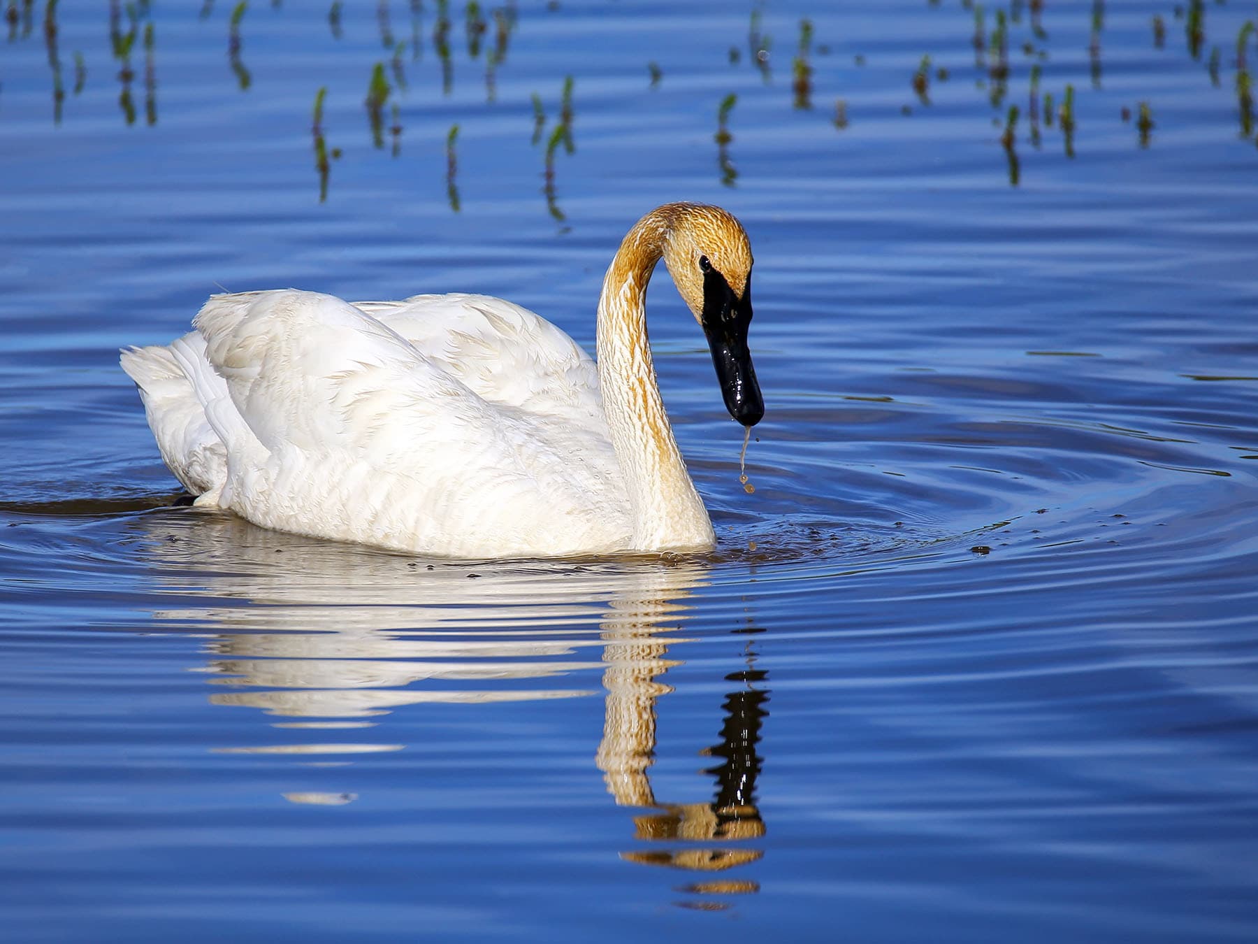 Trumpeter Swan feeding on aquatic plants