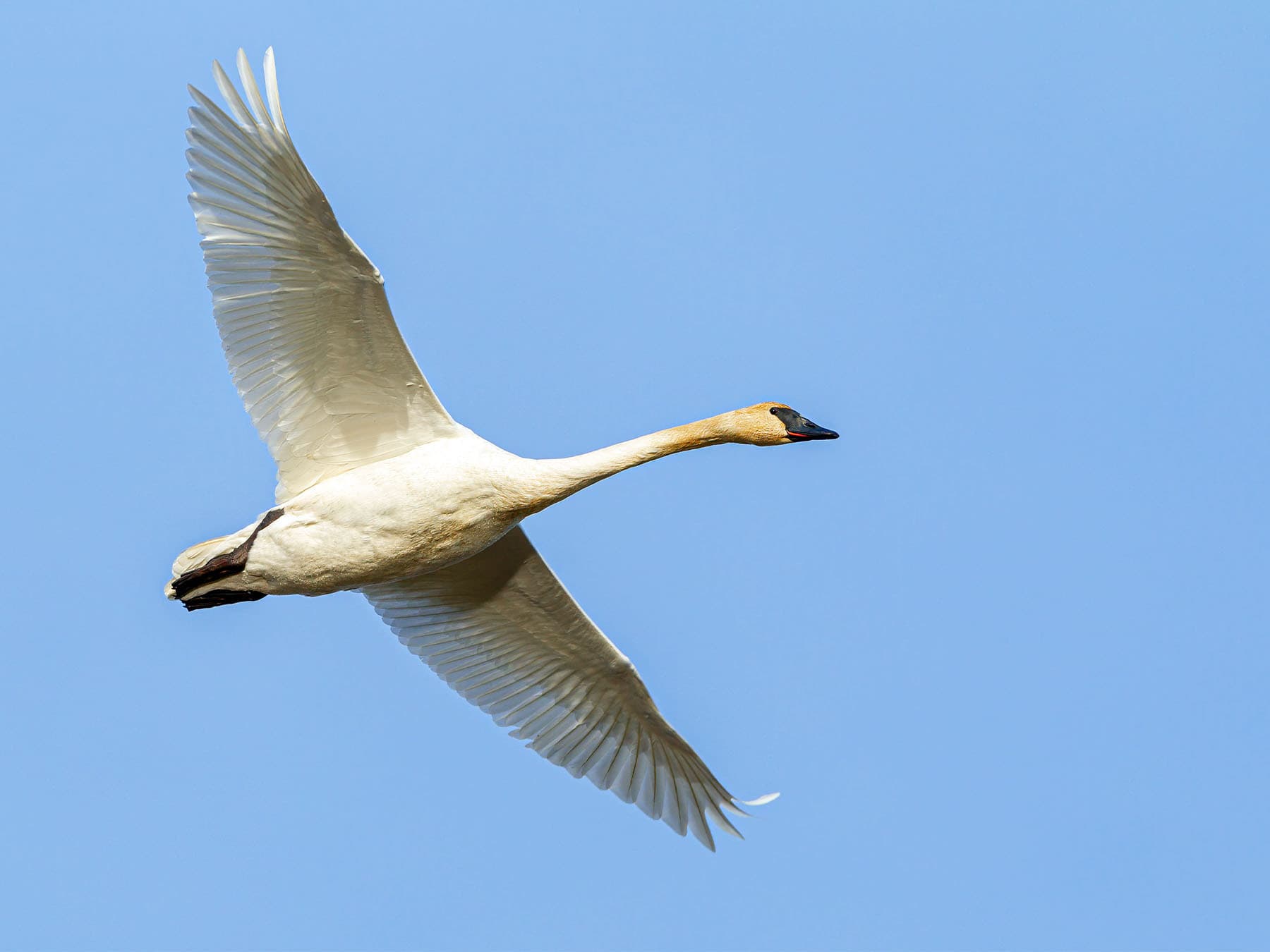 Trumpeter Swan in-flight