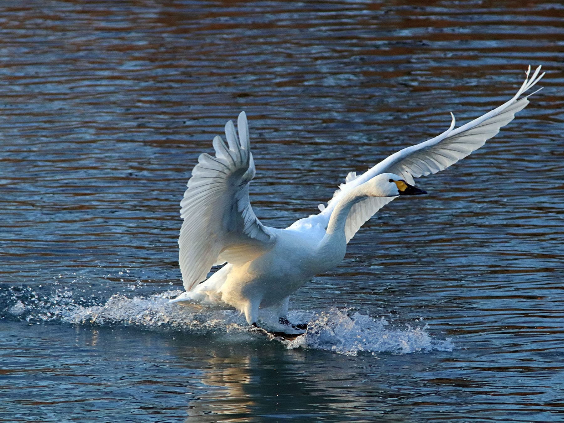 Trumpeter Swan landing on a lake
