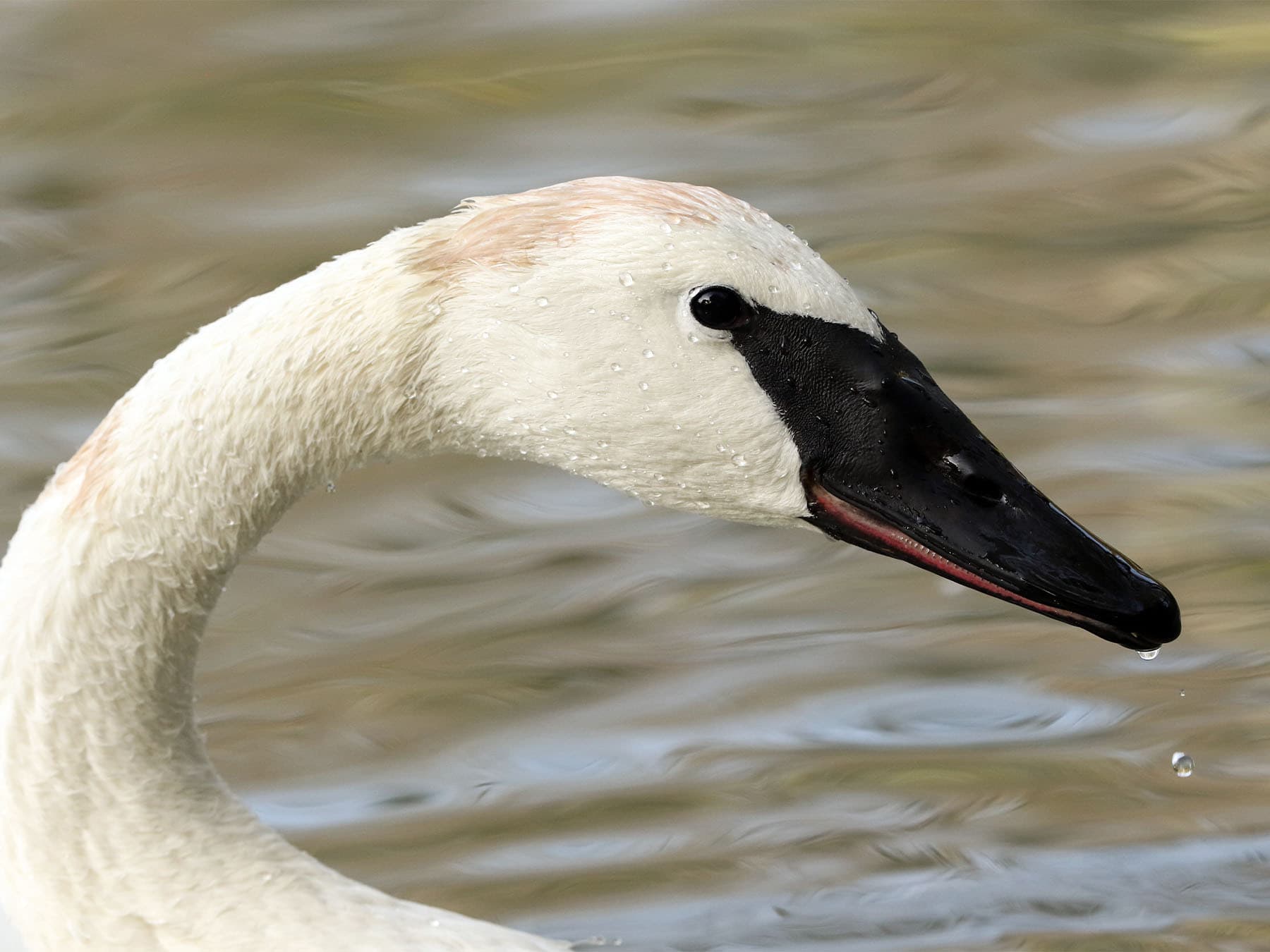 Portrait of a Trumpeter Swan