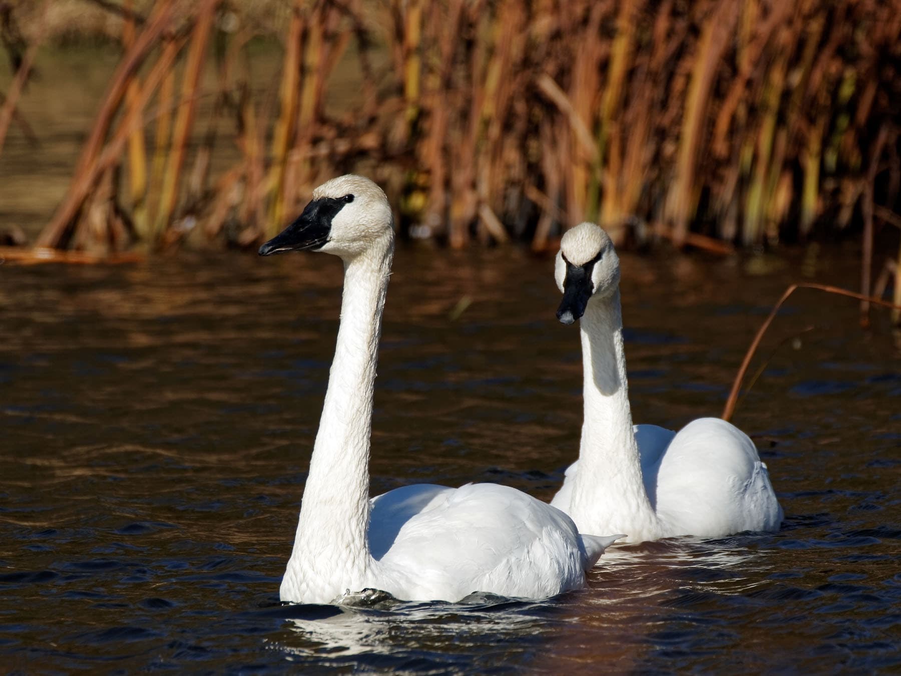 Pair of Trumpeter Swans gliding along on the water