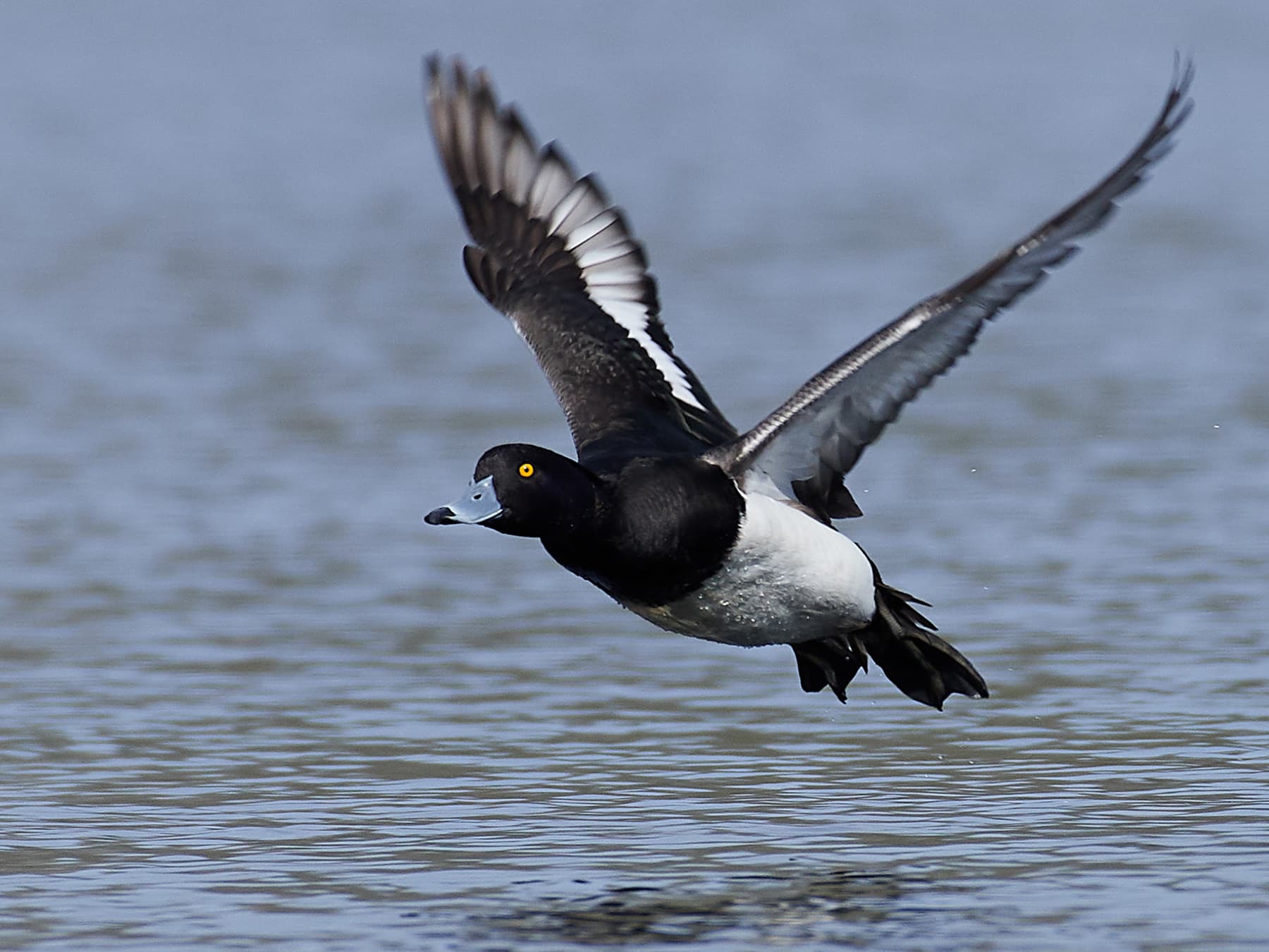 Tufted Duck in-flight over lake