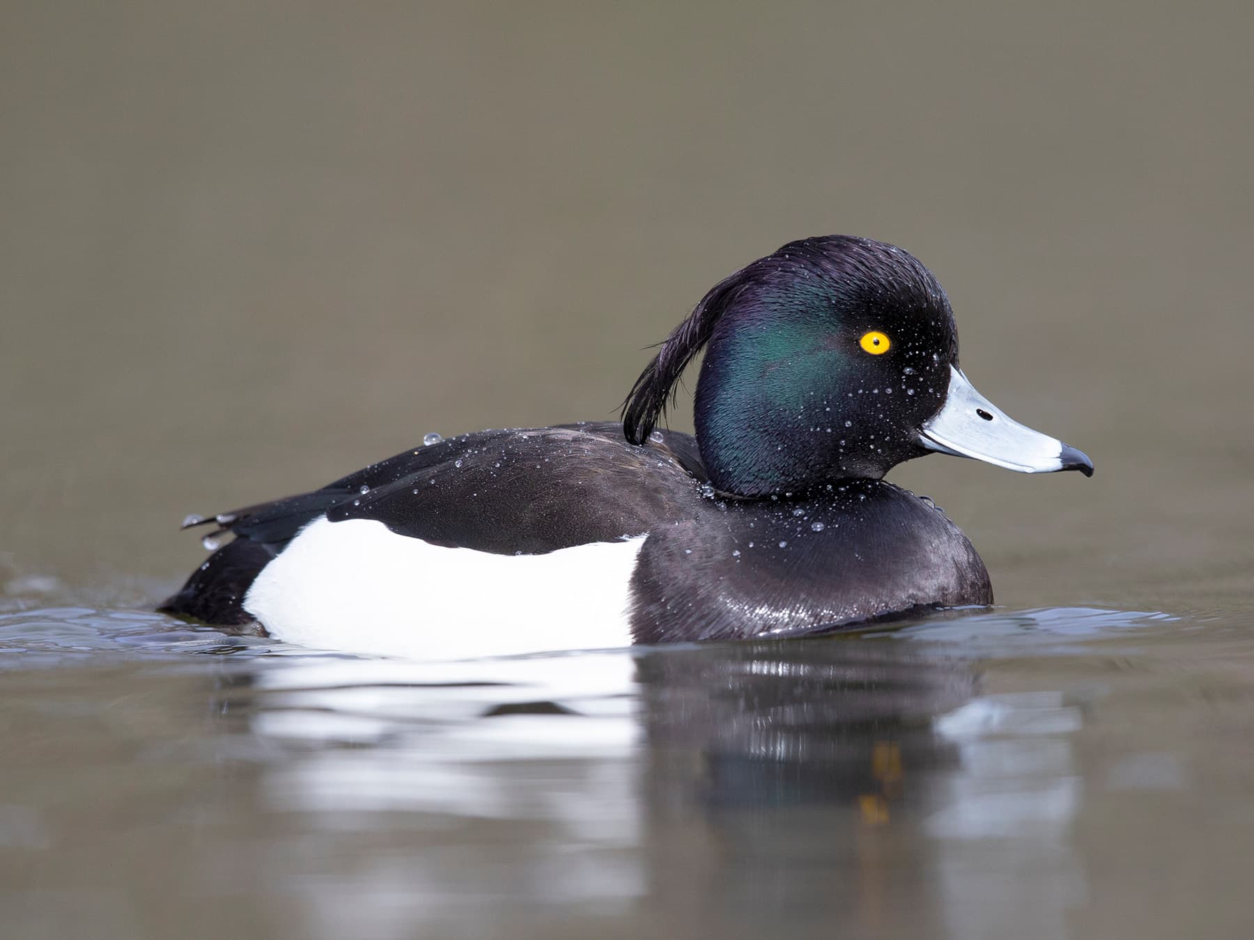 Male Tufted Duck