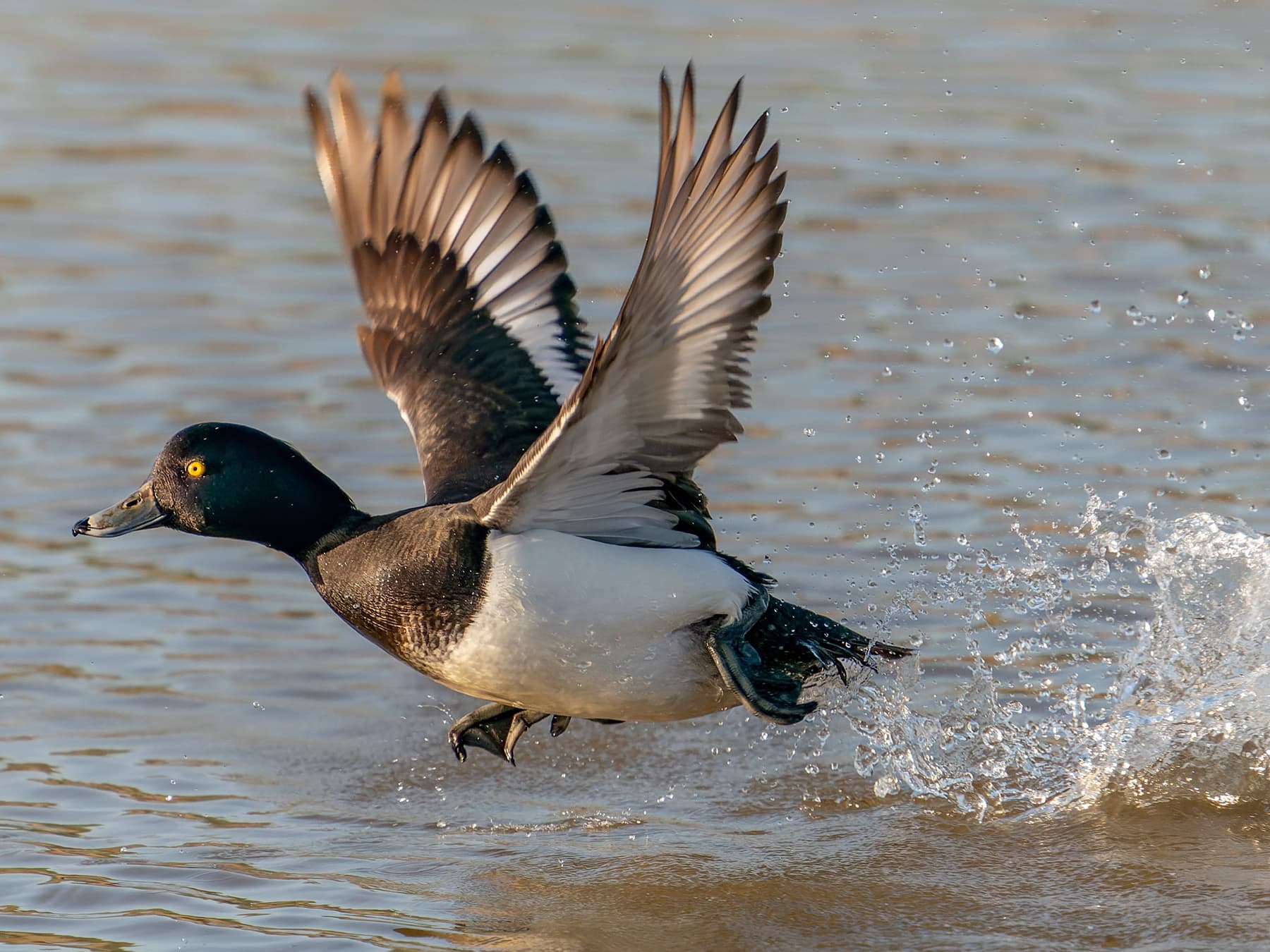 Tufted Duck taking-off from the reservoir