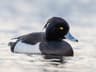 Tufted Duck