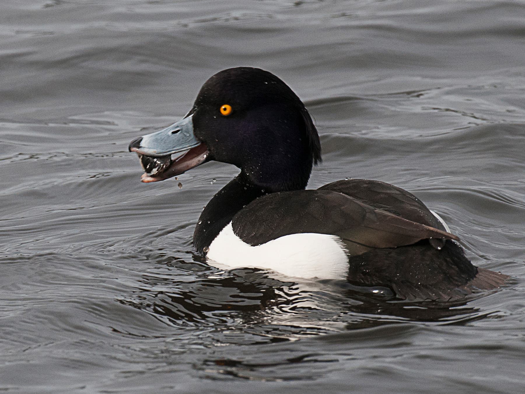 Tufted Duck with a mussel in its beak