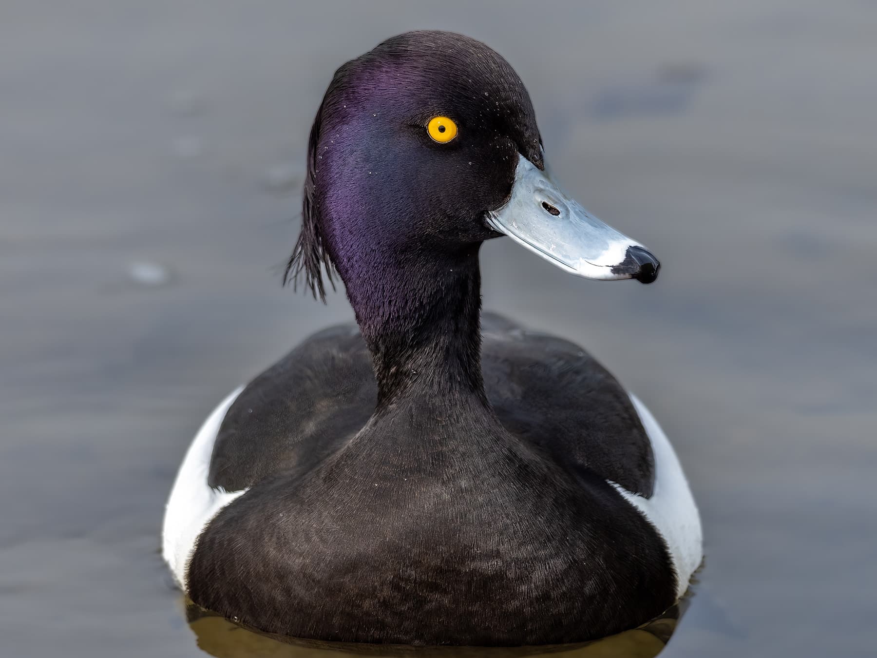 Tufted Duck swimming in the lake
