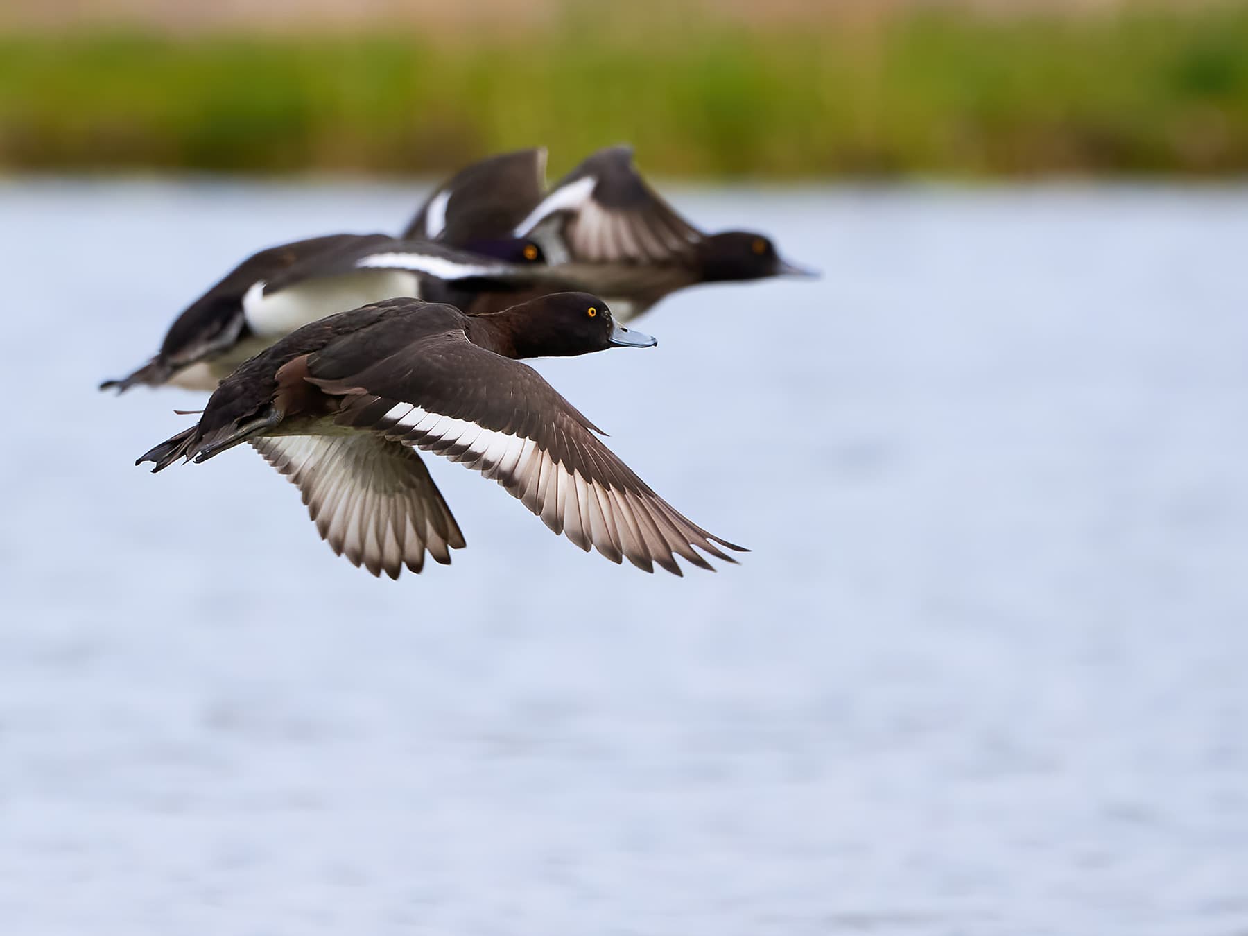 Tufted Ducks flying over the water