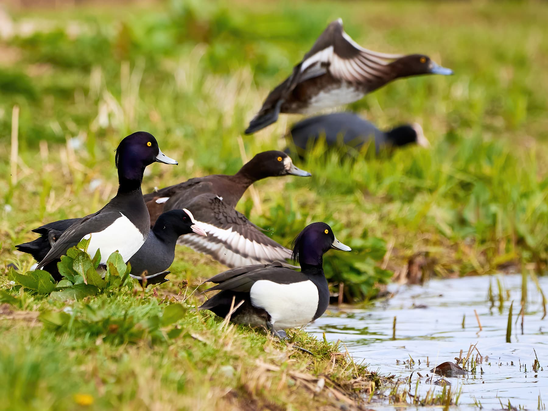 Tufted Ducks resting on land near to the water