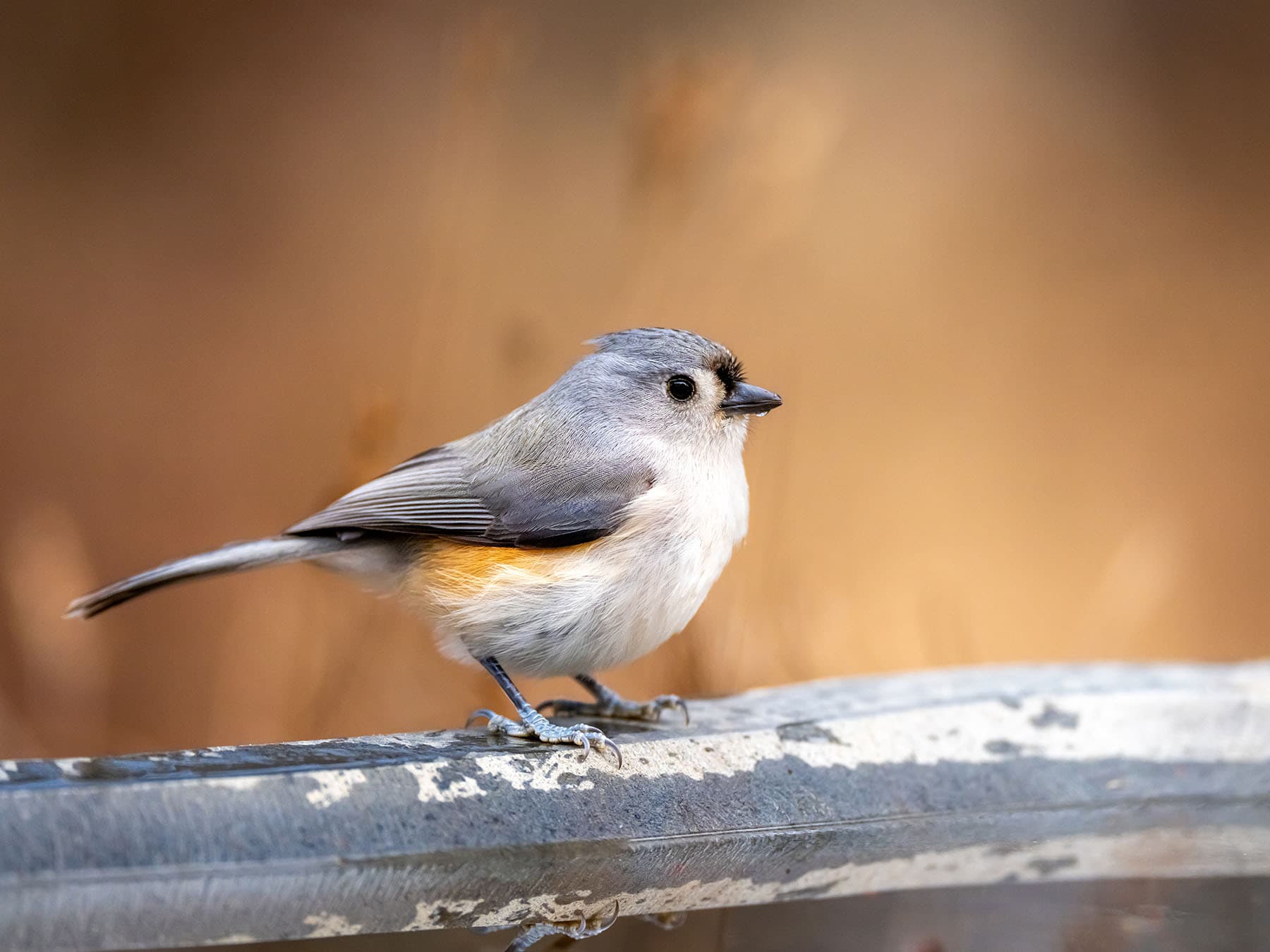 Tufted Titmouse drinking at a birdbath