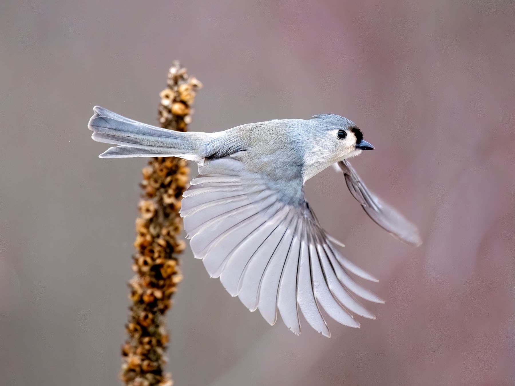 Tufted Titmouse in-flight