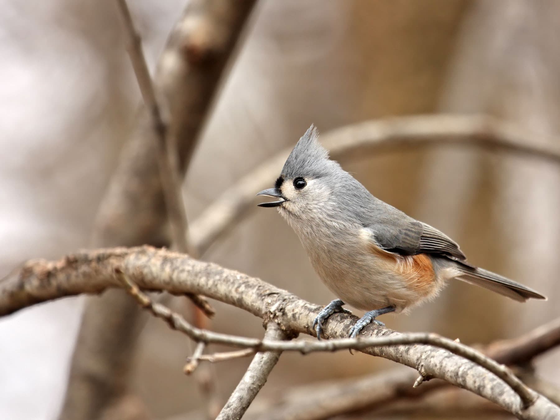 Tufted titmouse singing on branch