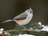 Tufted Titmouse