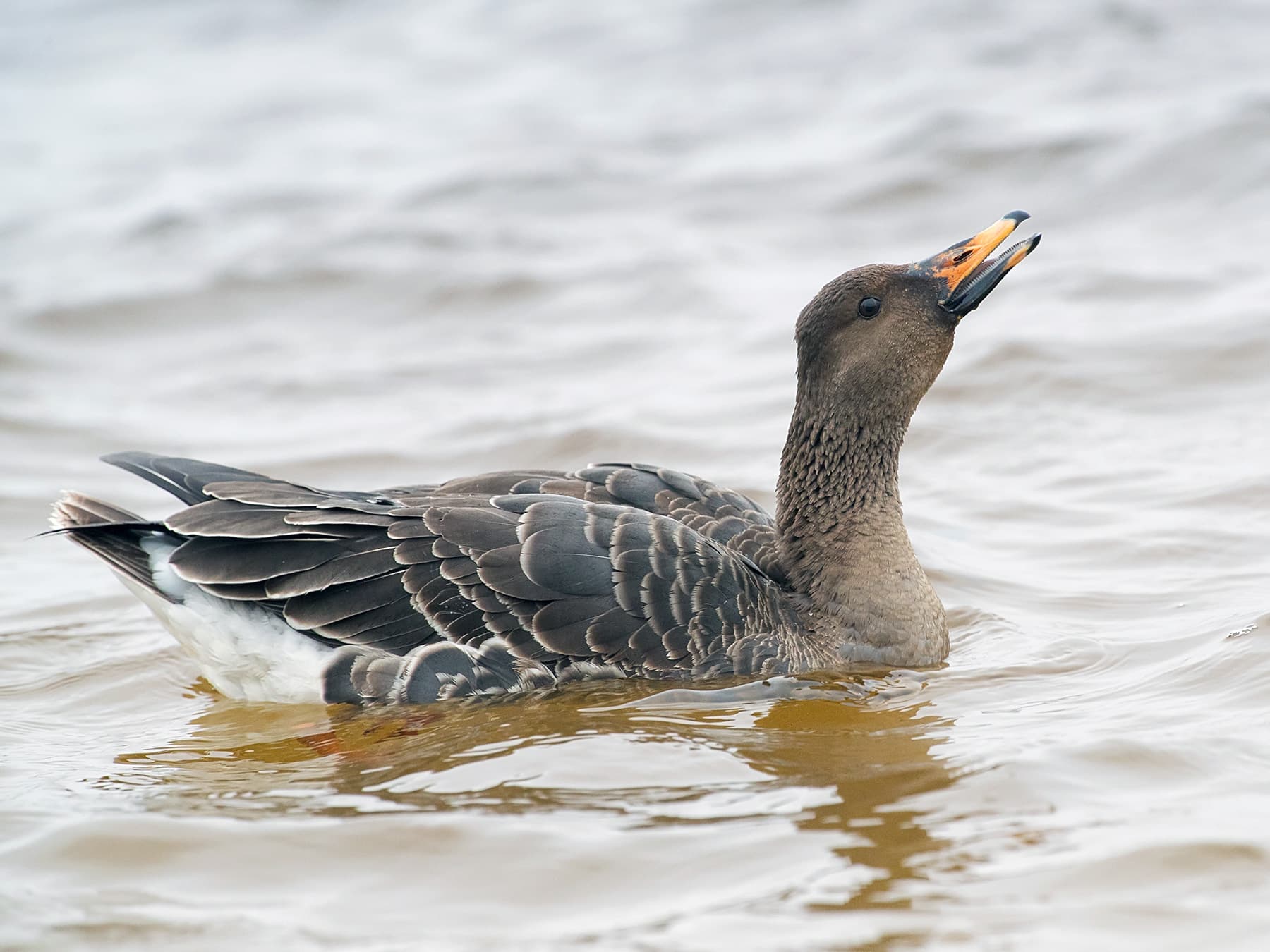 Tundra Bean Goose on the lake