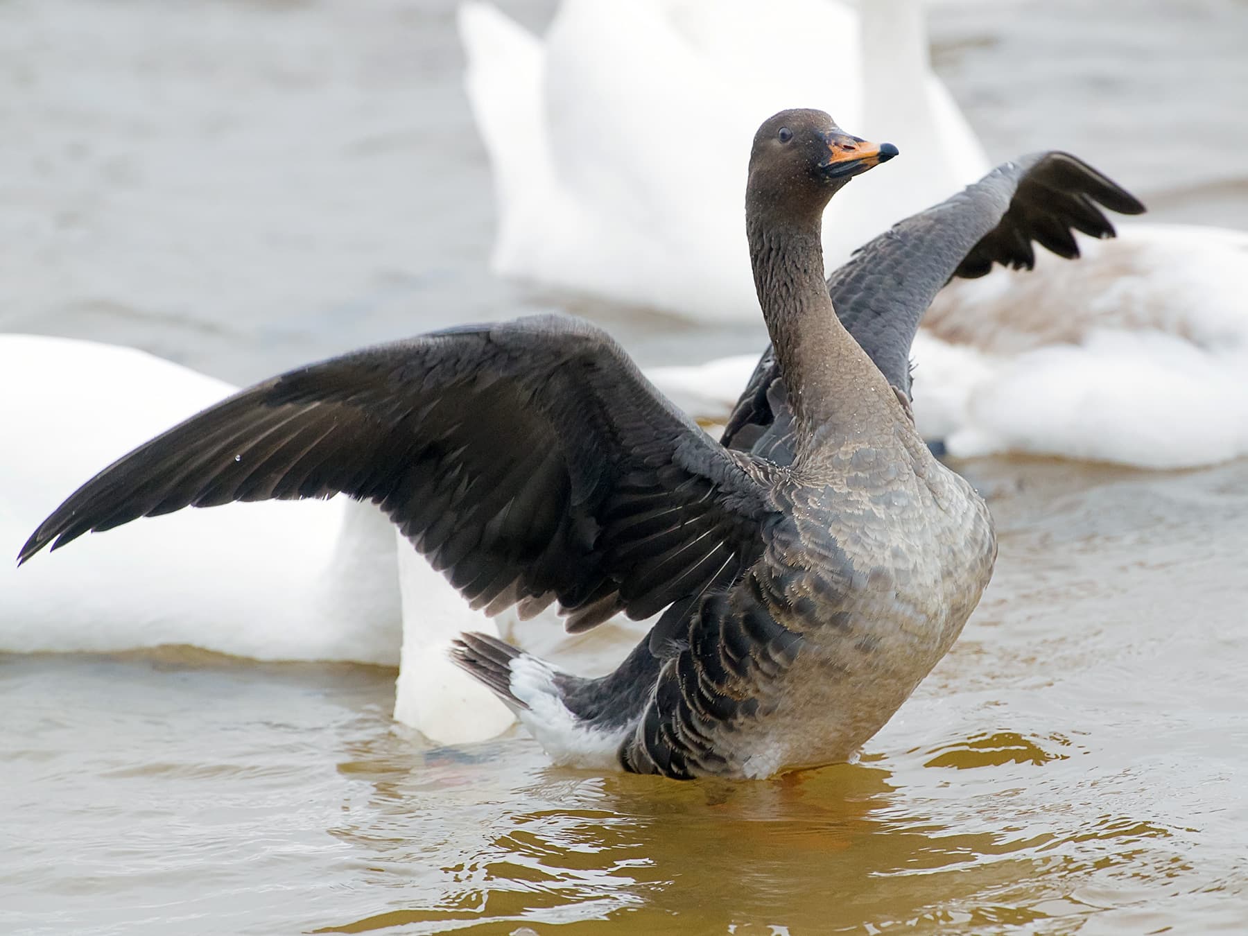 Tundra Bean Goose in the river stretching its wings