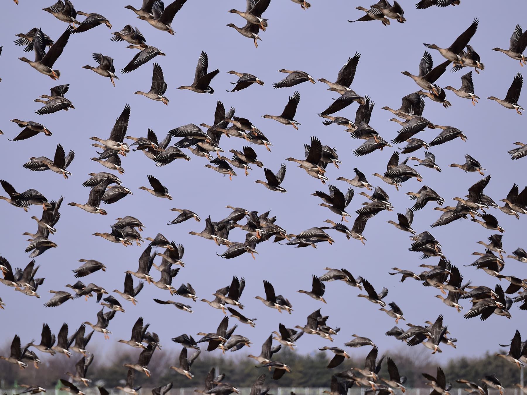 Large flock of Tundra Bean Geese in-flight