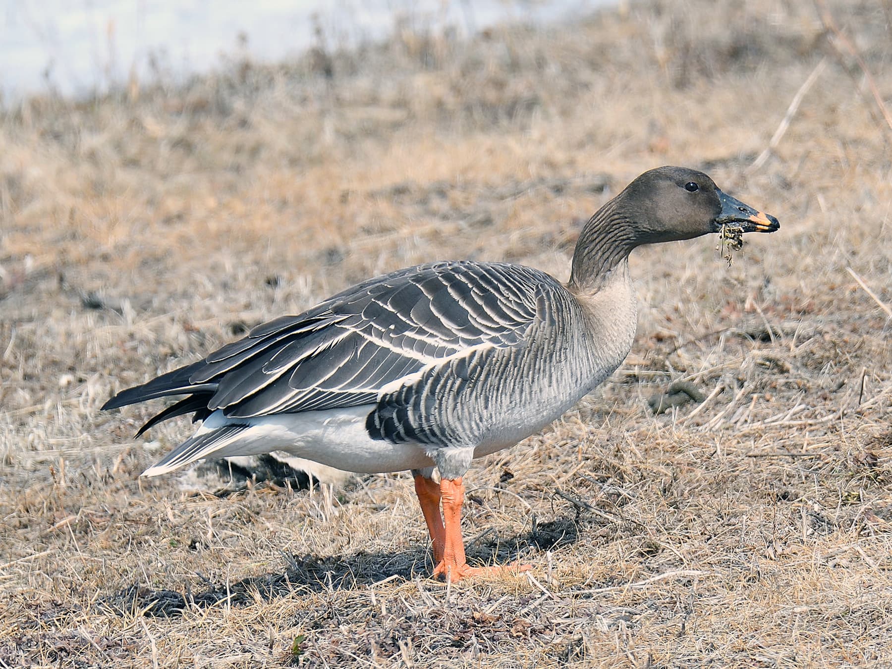 Tundra Bean Goose foraging for food