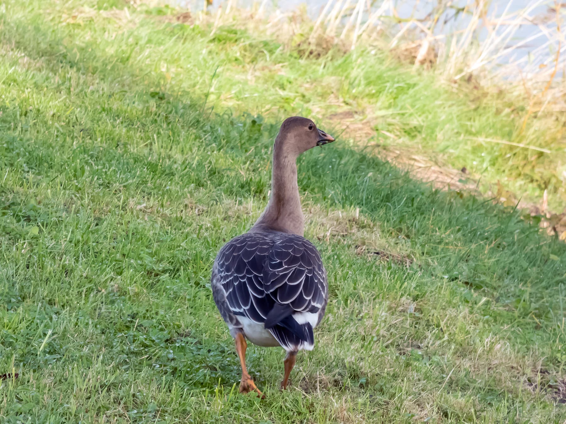 Tundra Bean Goose heading off towards the water