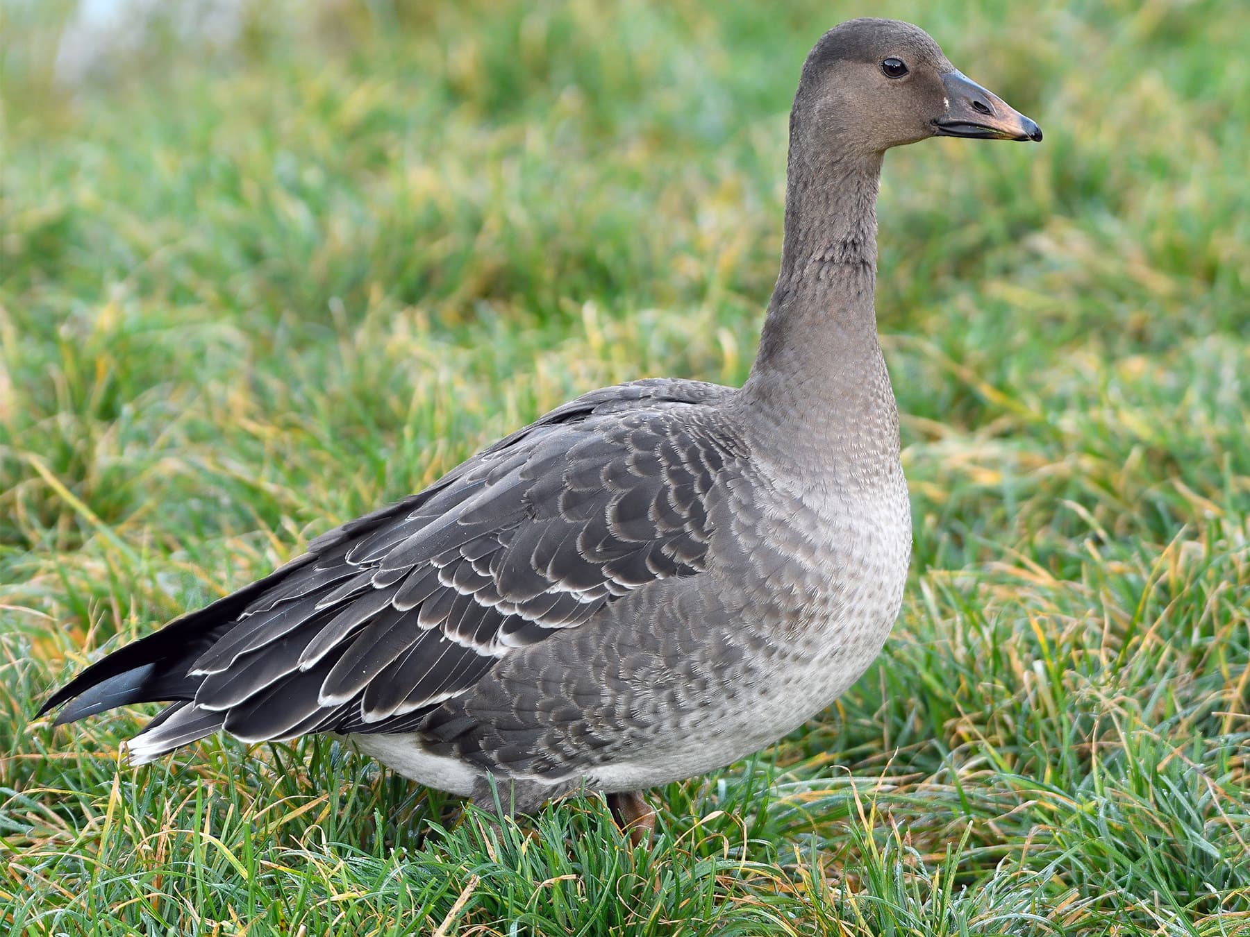 Tundra Bean Goose in natural habitat