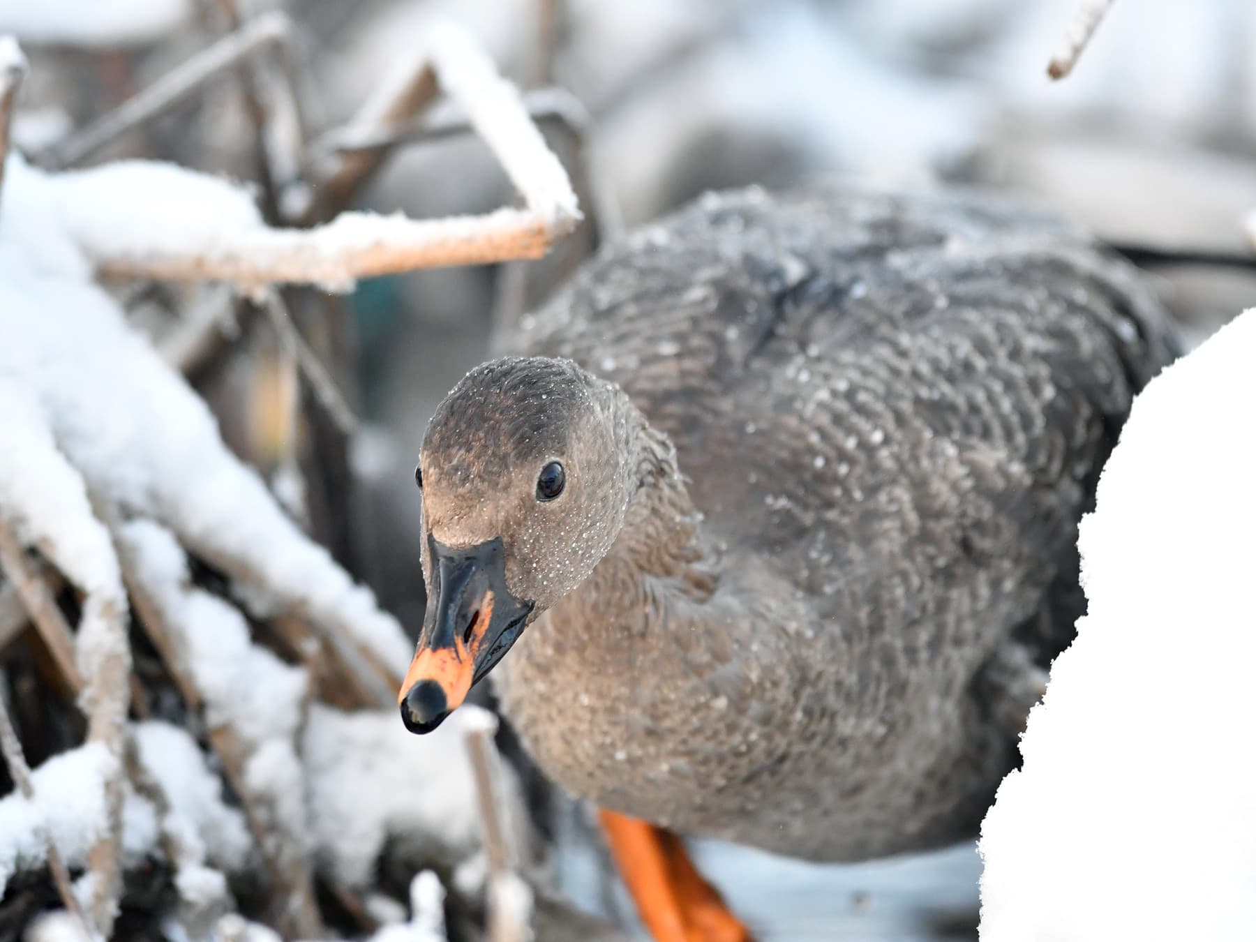 Tundra Bean Goose in the cold winter