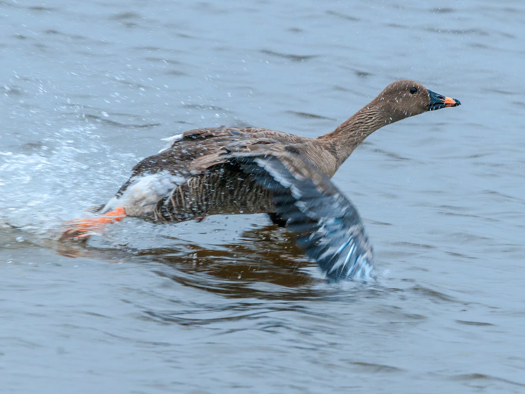 Tundra Bean Goose landing in the sea