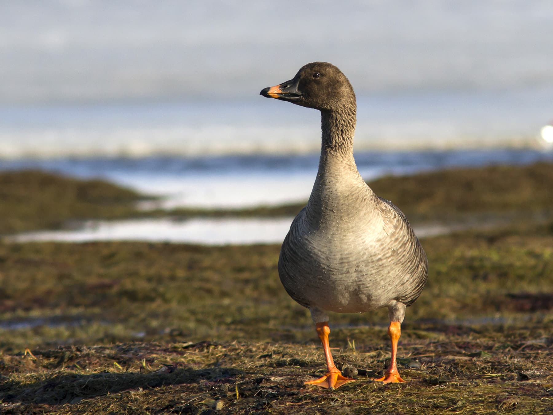 Tundra Bean Goose standing near lakeside