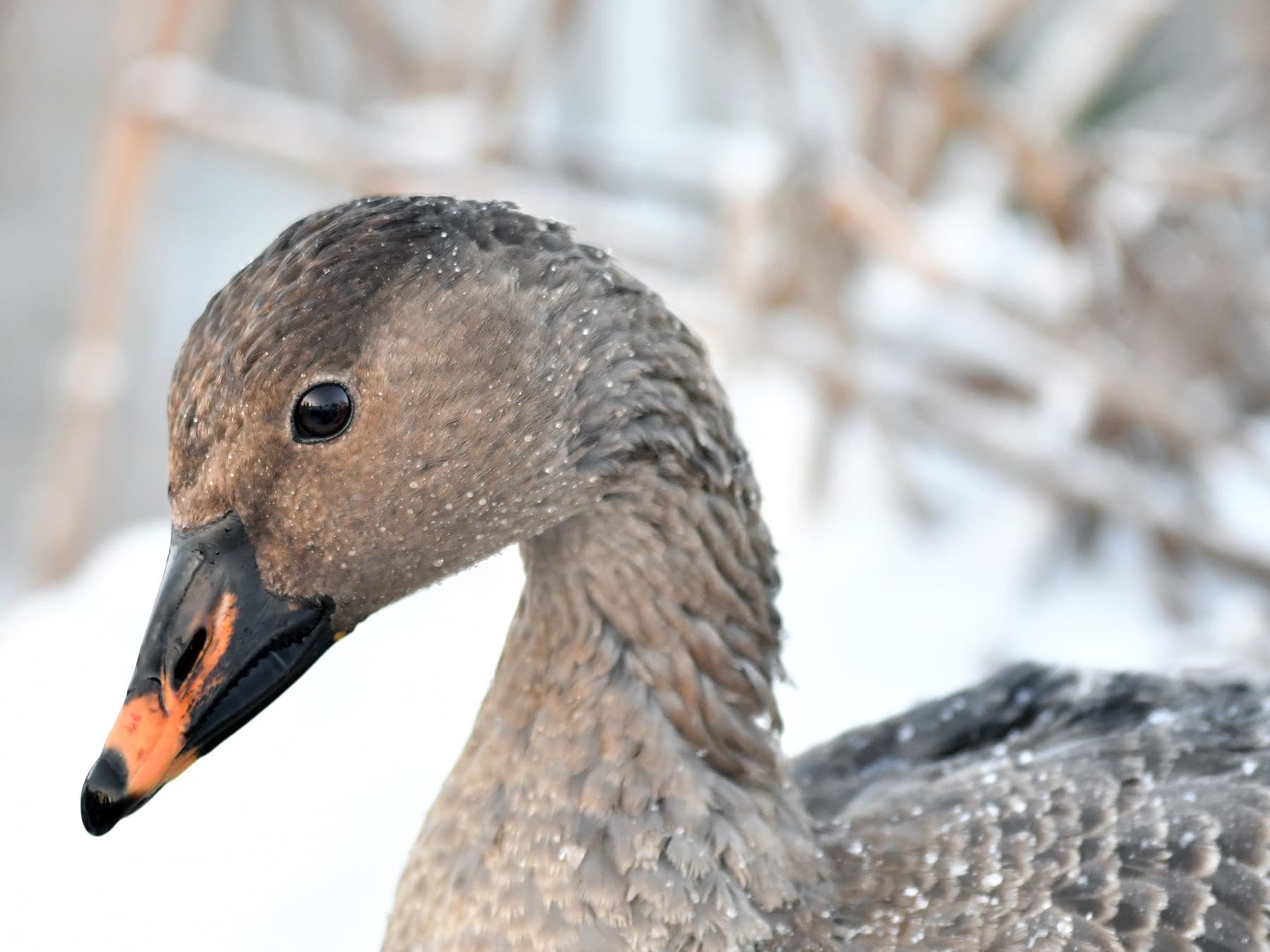 Close-up of a Tundra Bean Goose