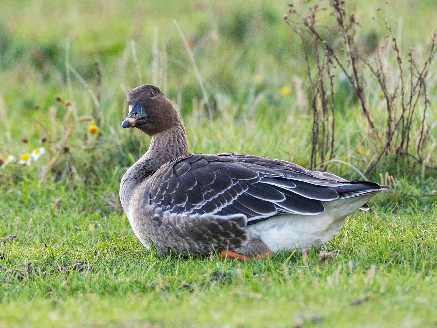 Tundra Bean Goose resting in its natural habitat