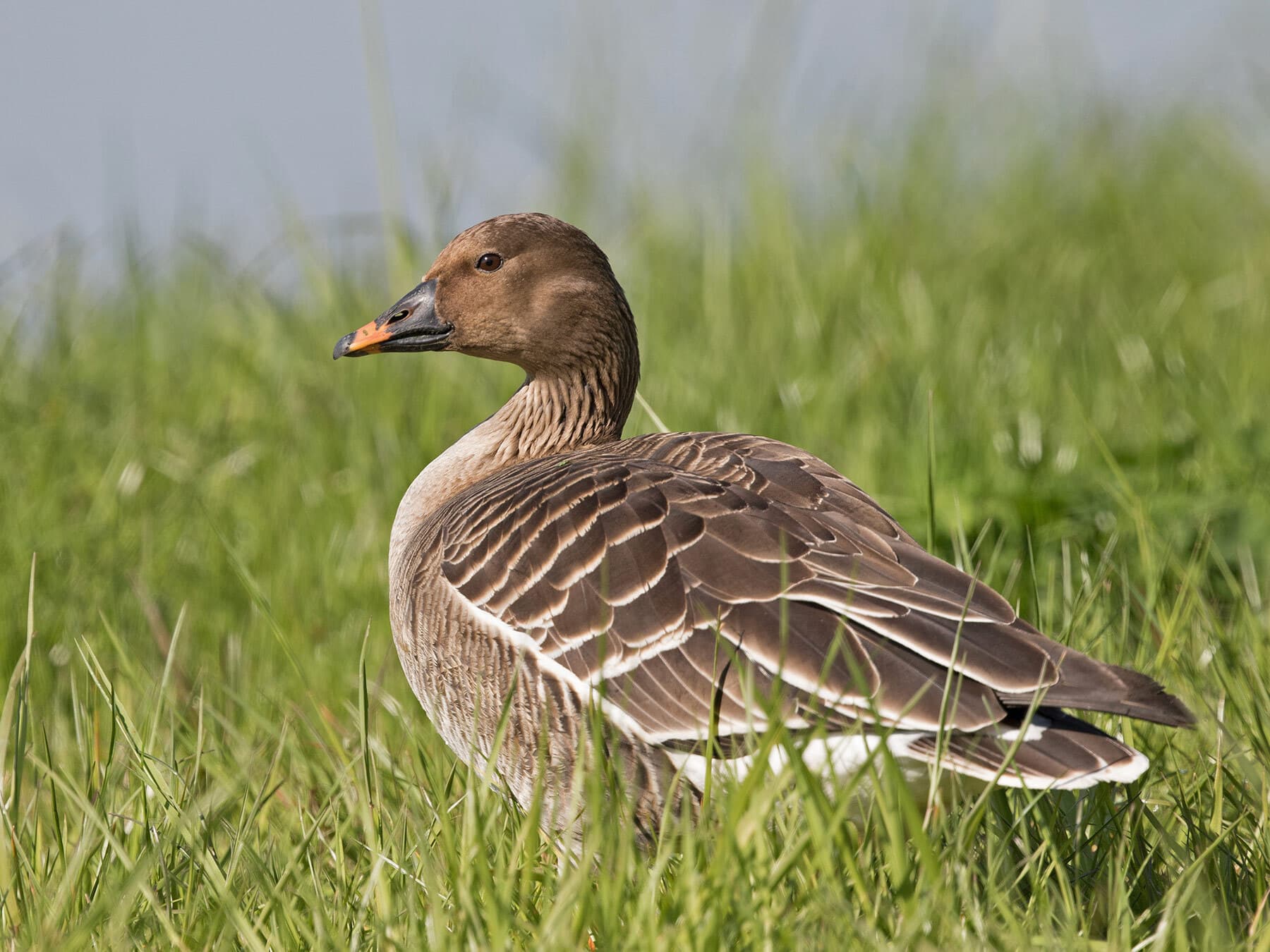 Tundra bean goose