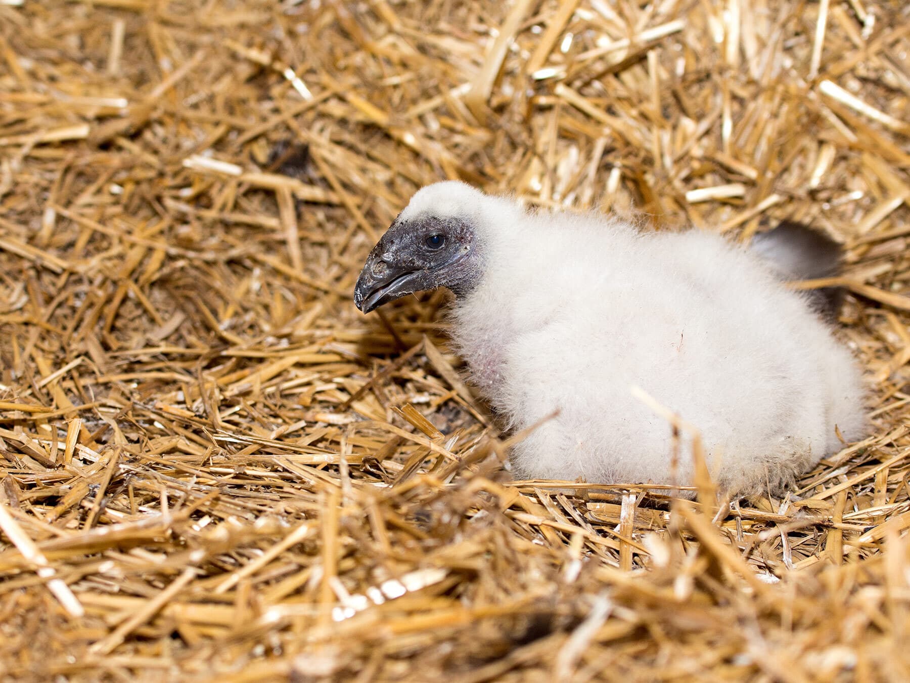 Turkey vulture baby