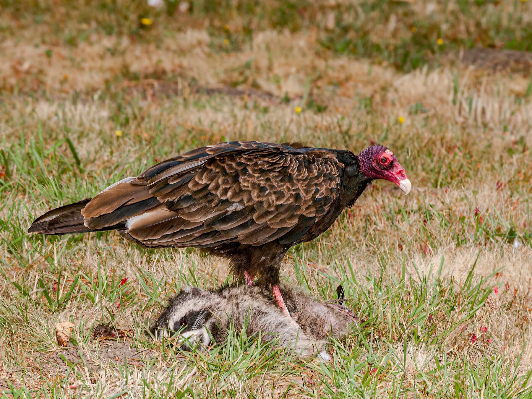 Turkey vulture diet