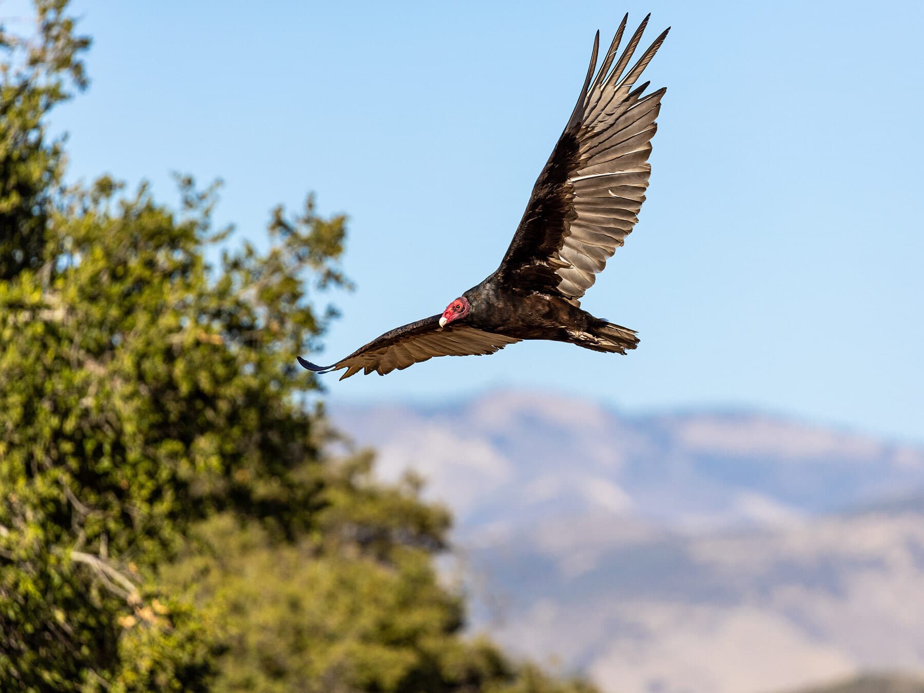 Turkey vulture flight