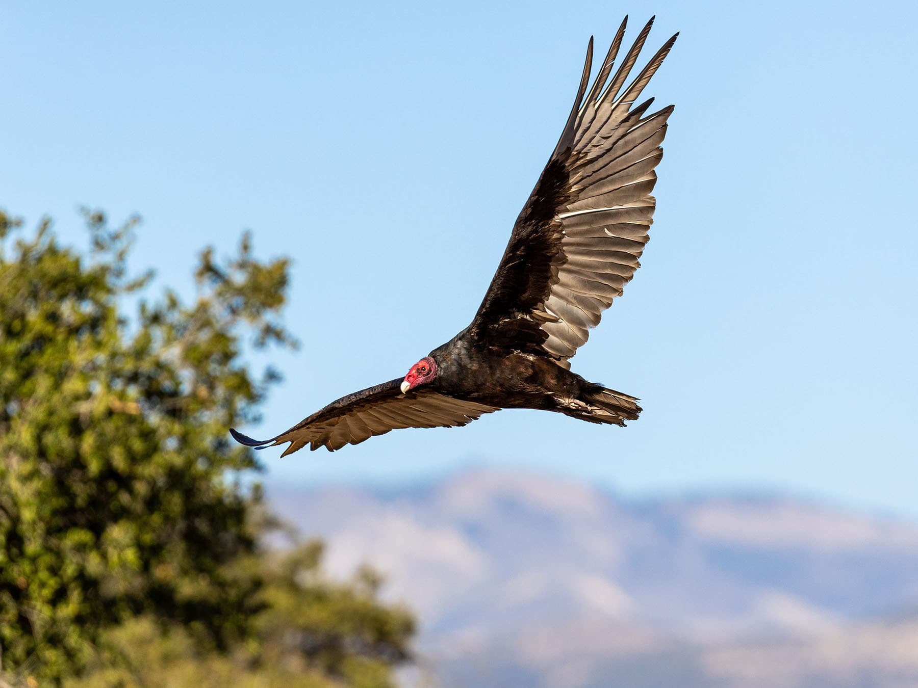 Turkey Vulture in flight