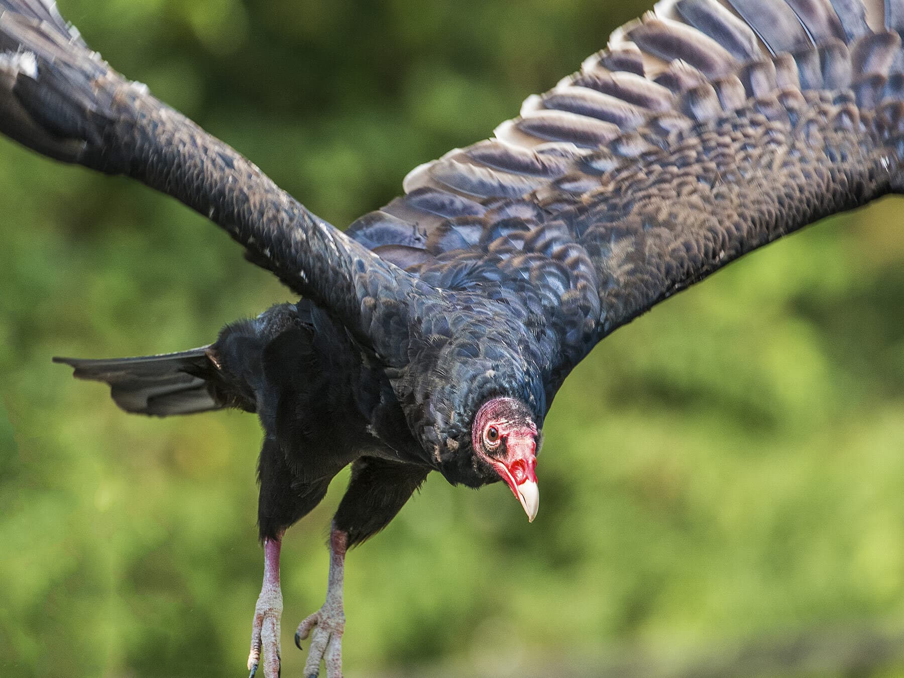 Turkey vulture flying close