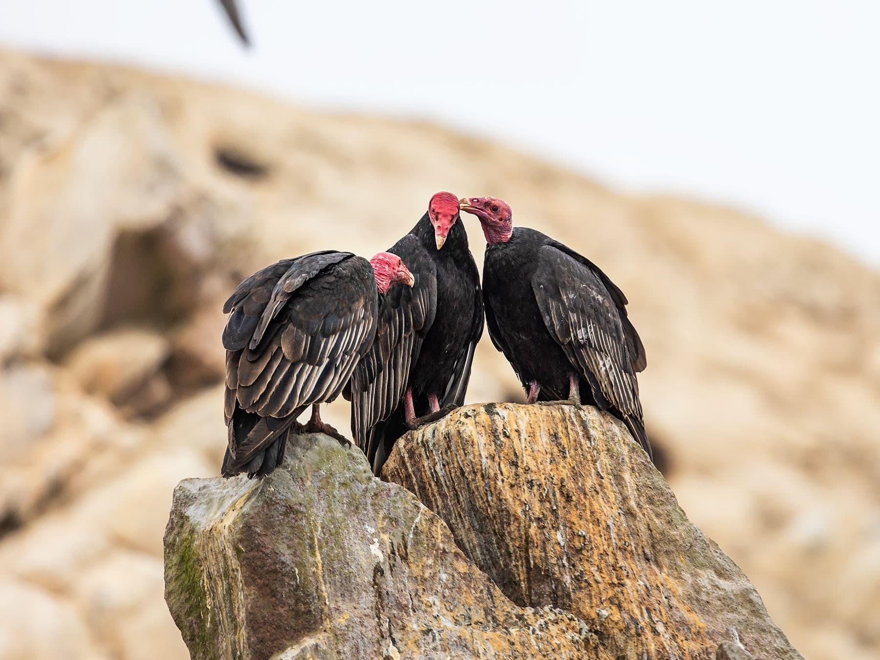 A small group of Turkey Buzzards