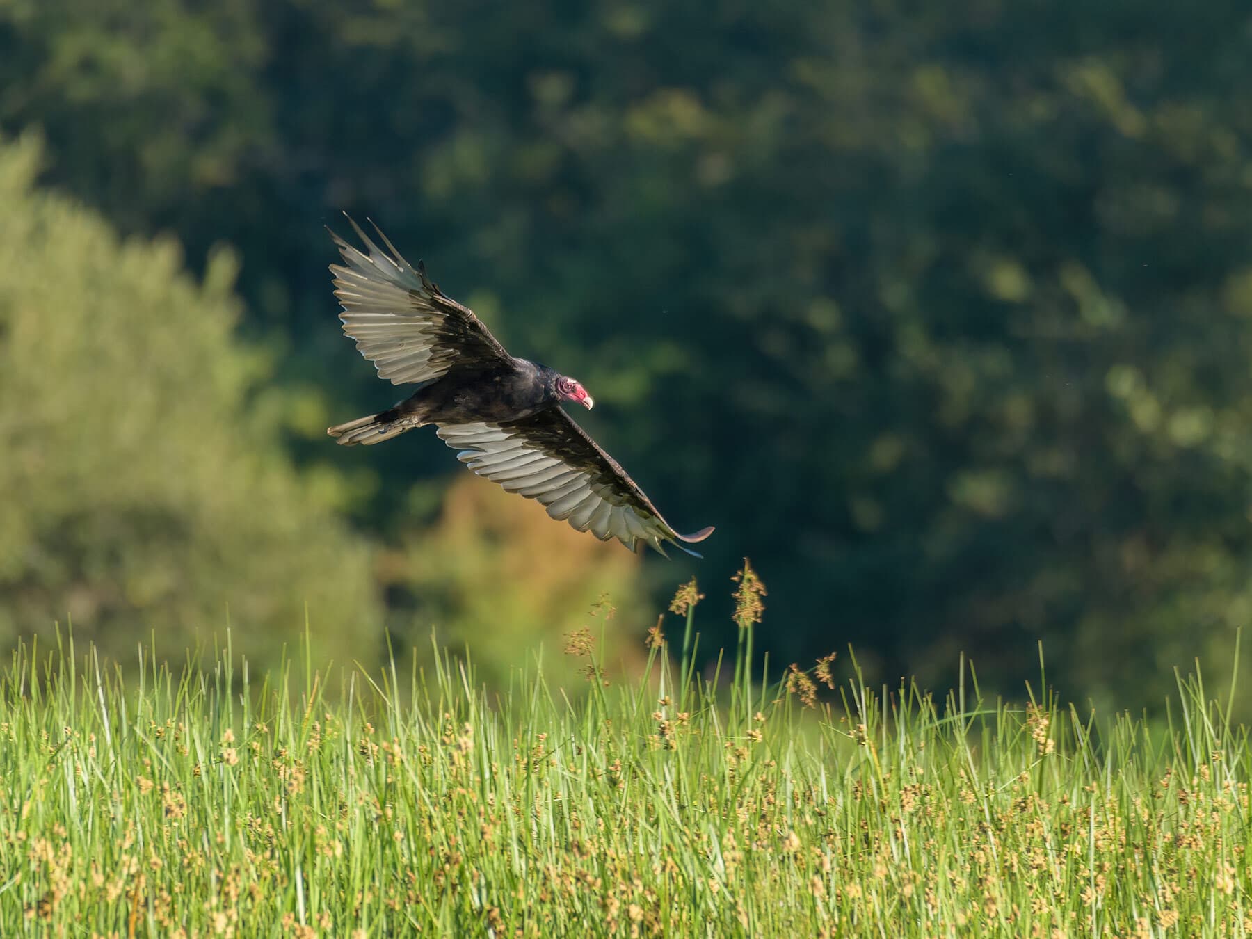 Turkey vulture marsh