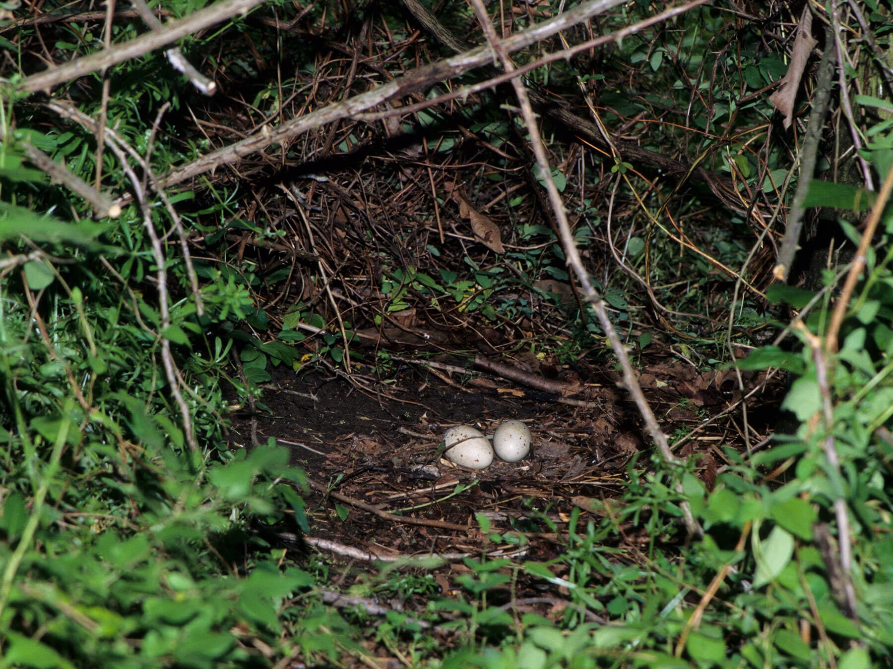 Turkey vulture nest