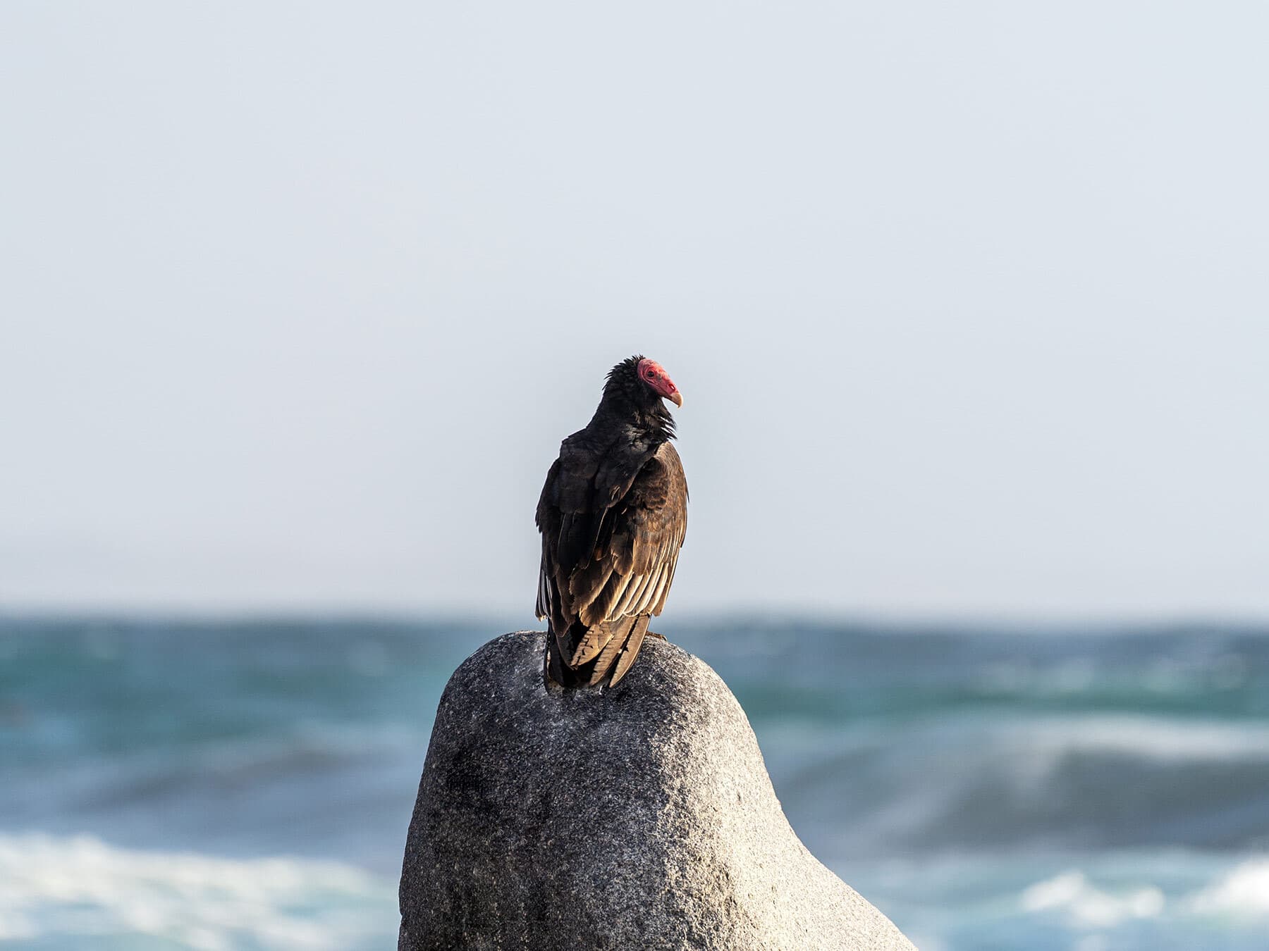 Turkey vulture perched ocean