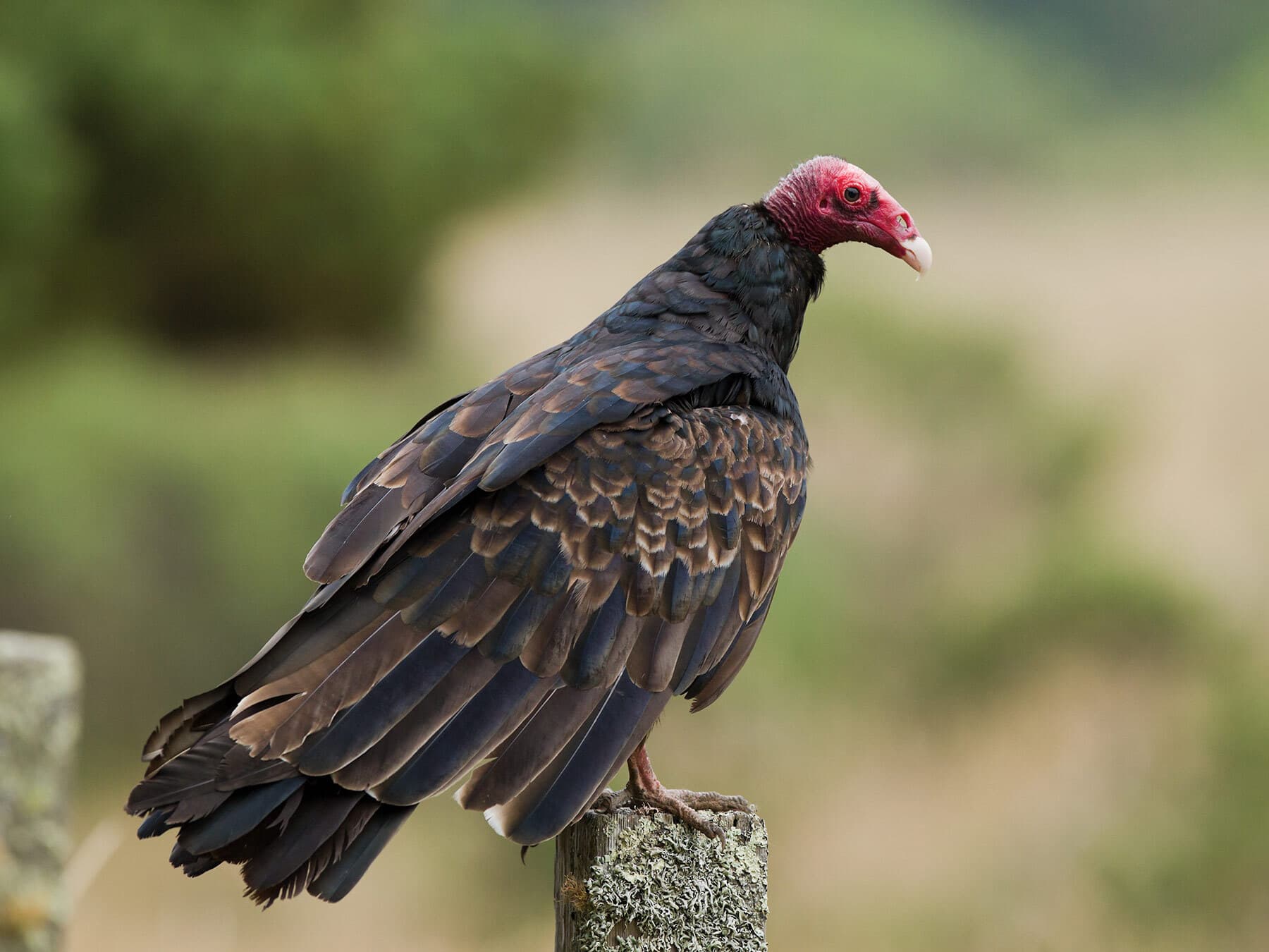 Turkey vulture perched