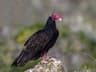 Turkey Vulture