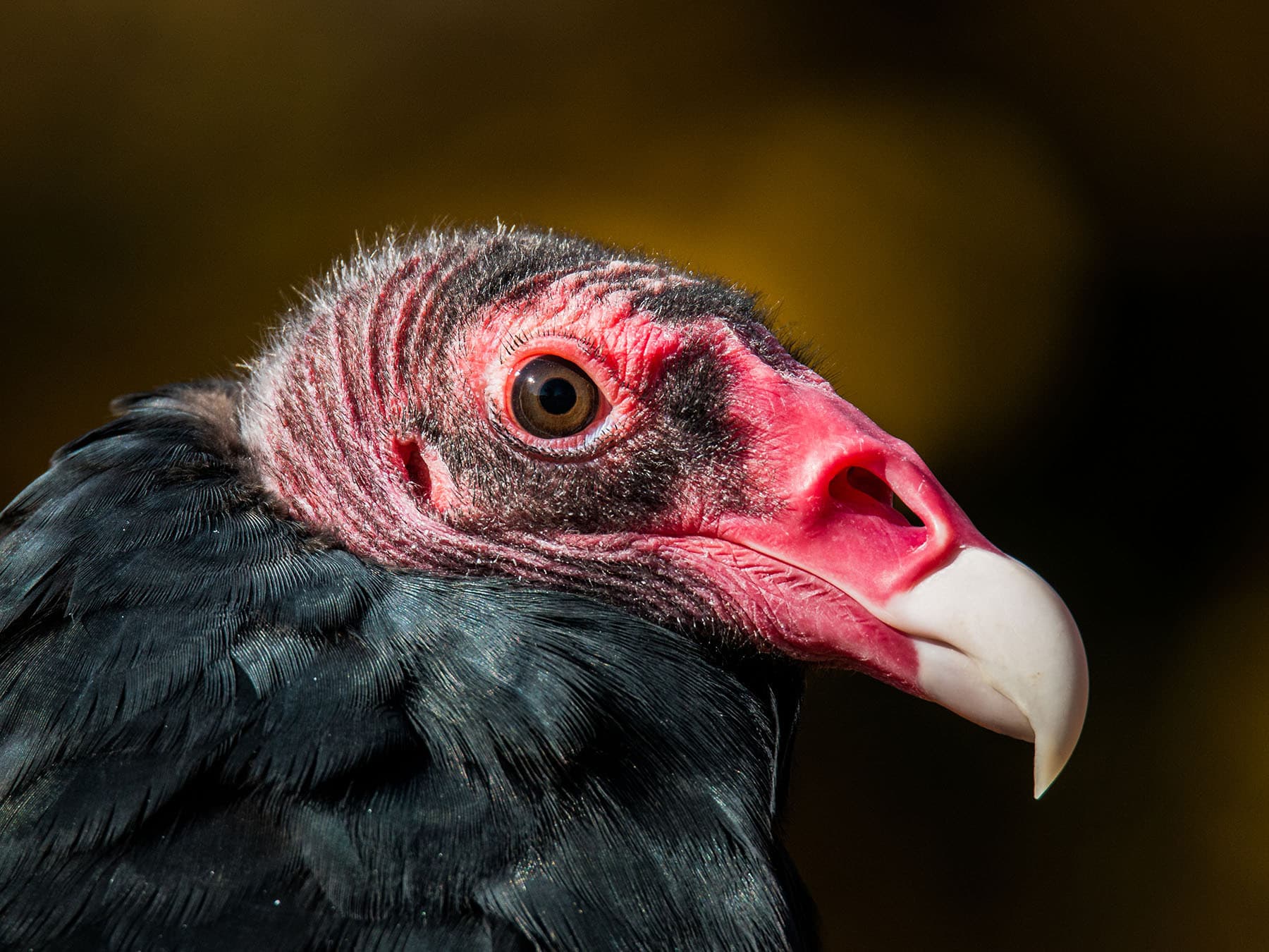 Close up portrait of a Turkey Vulture