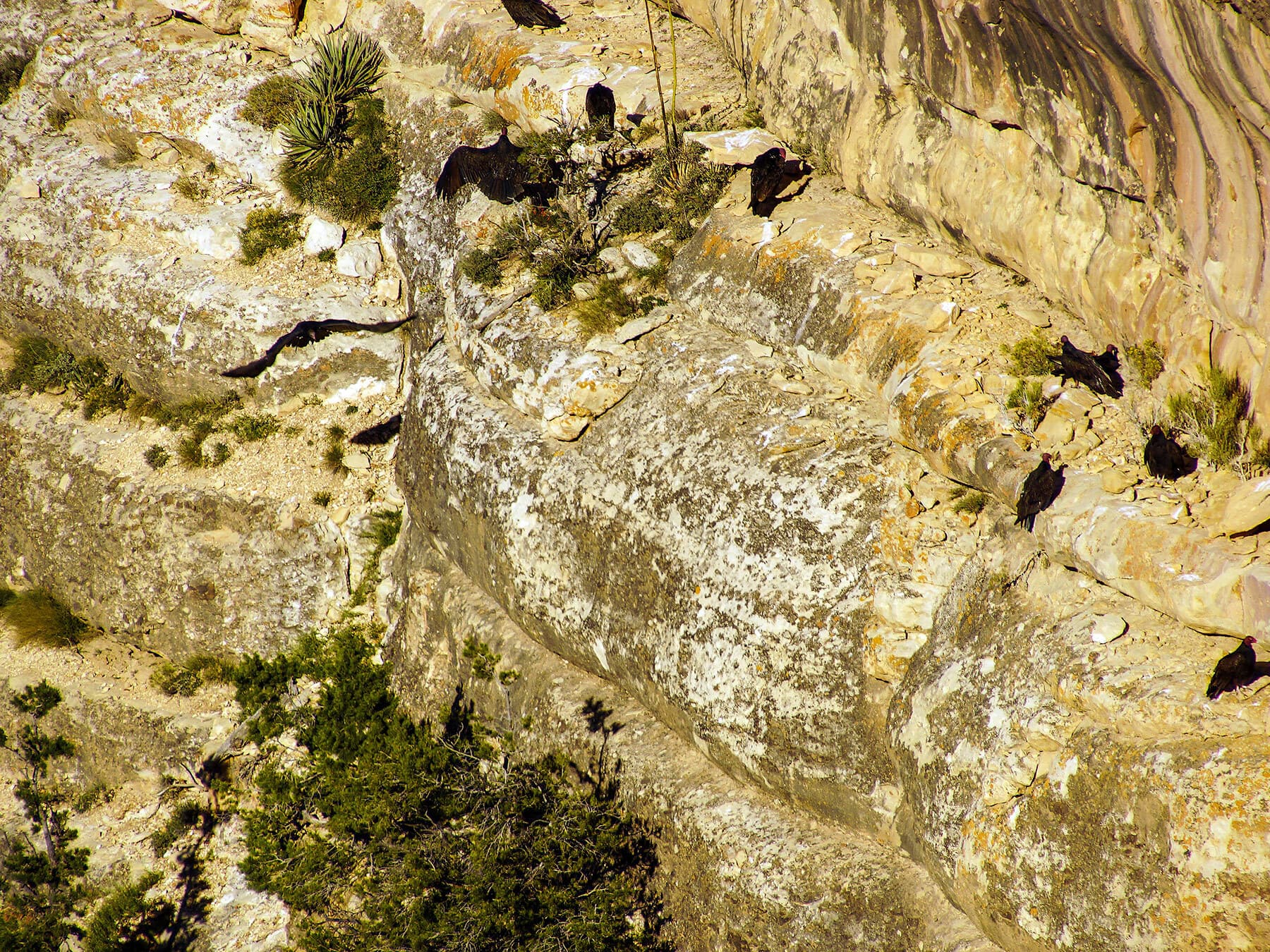 Turkey vulture roosting