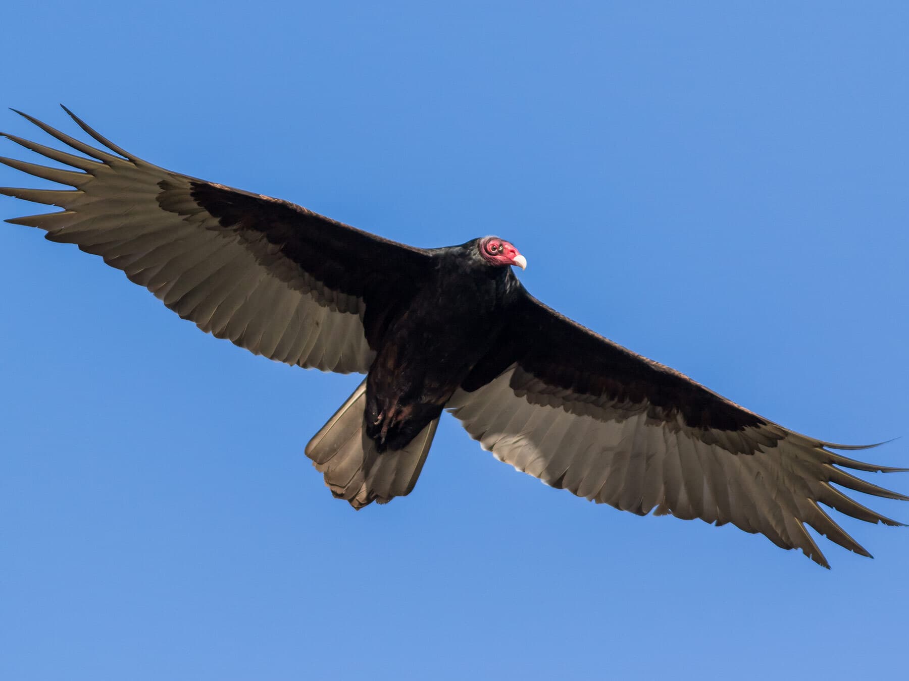 Turkey vulture searching for food