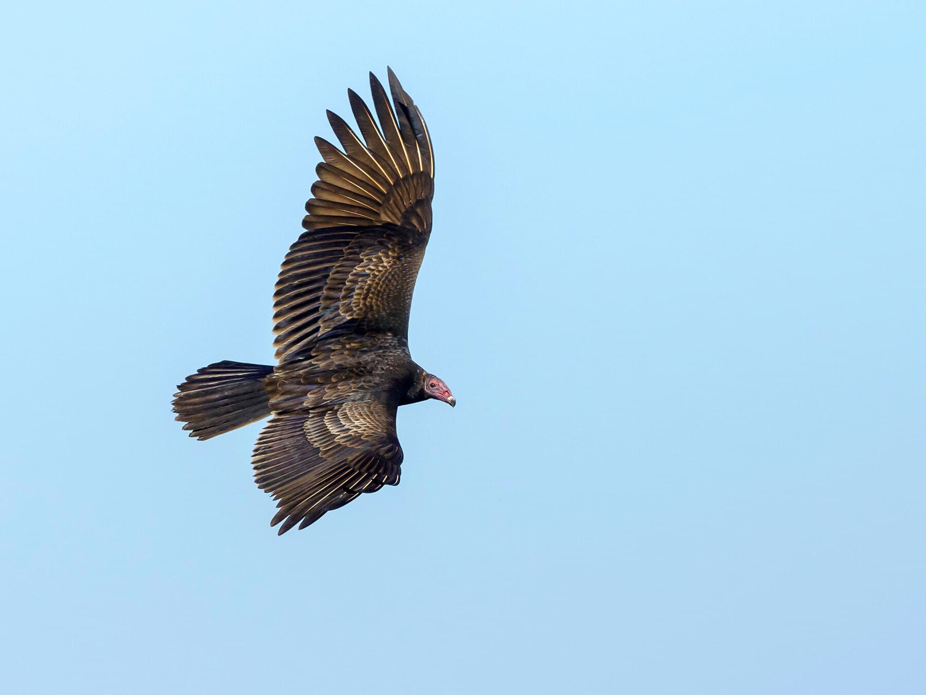 Turkey vulture soaring