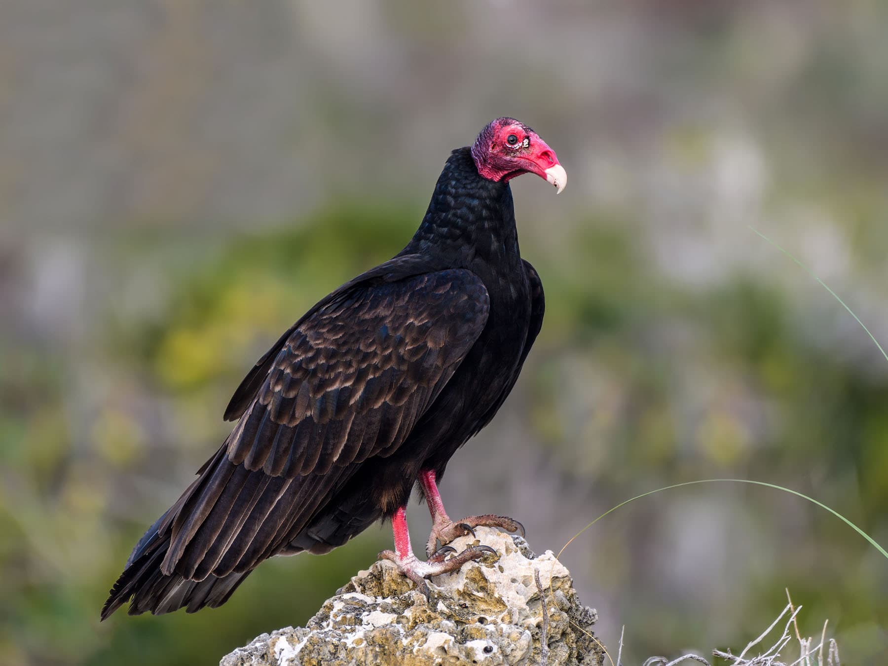 Turkey vulture standing on rock