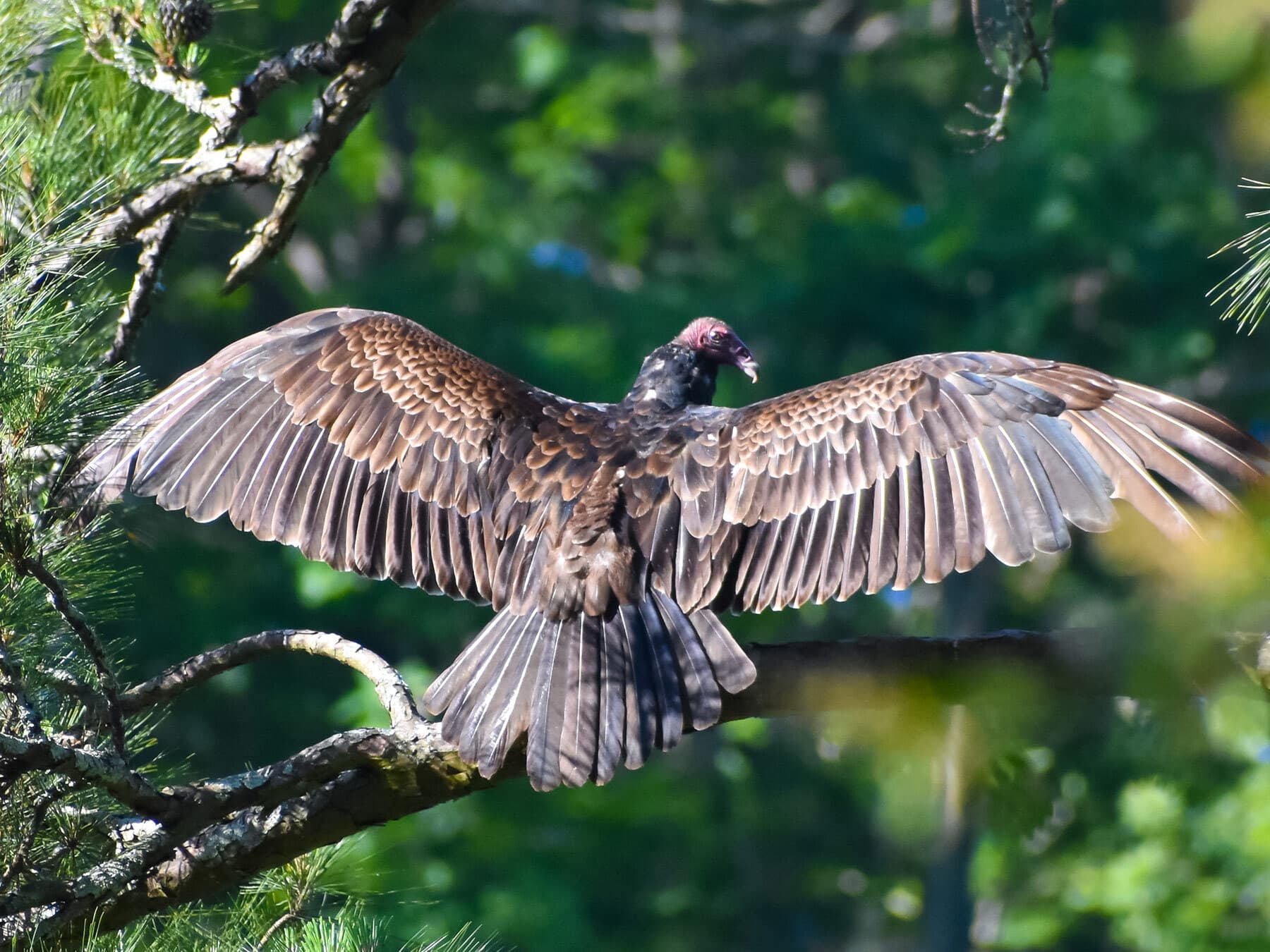 Turkey vulture sunning