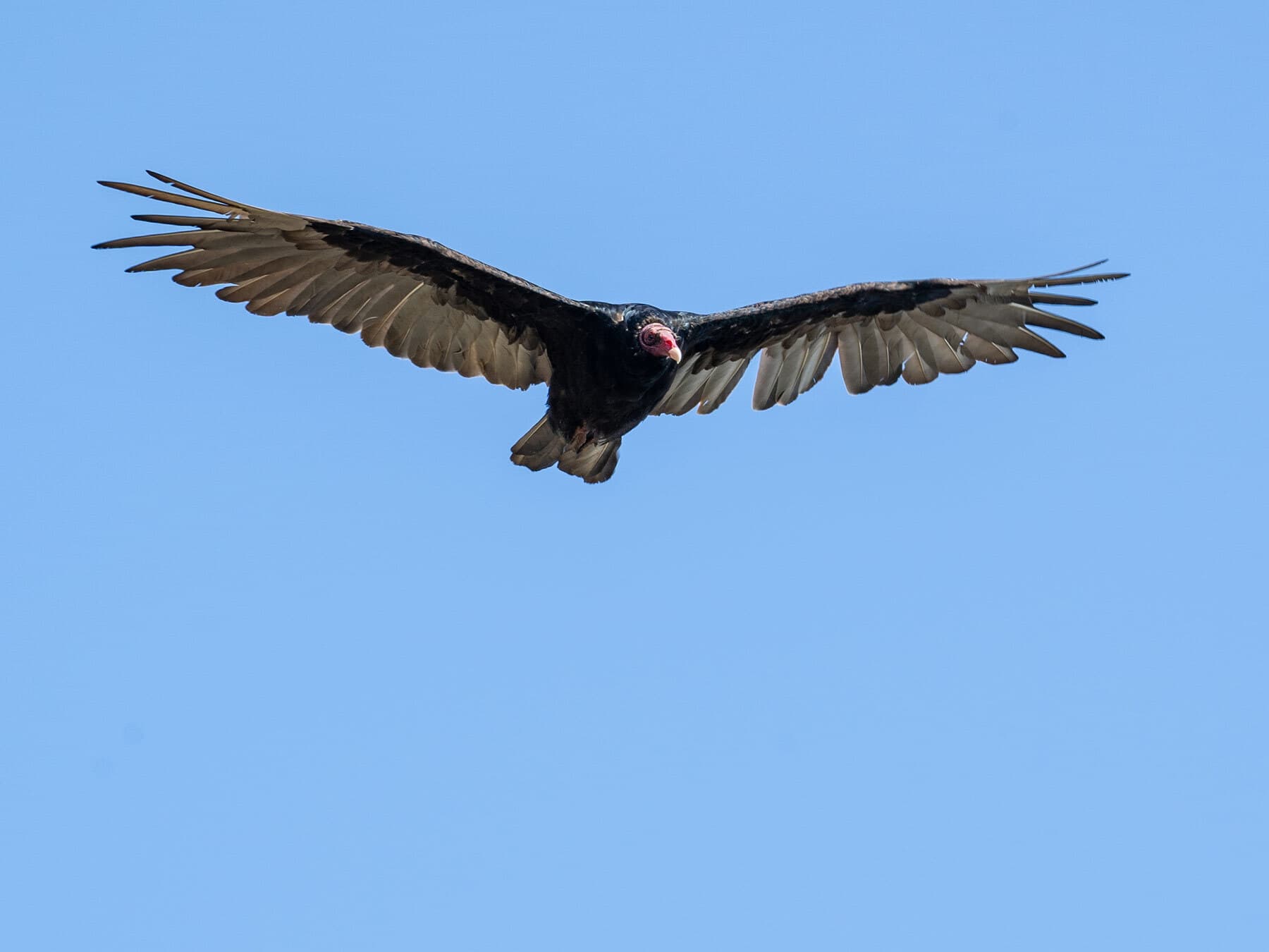 Turkey vulture thermals