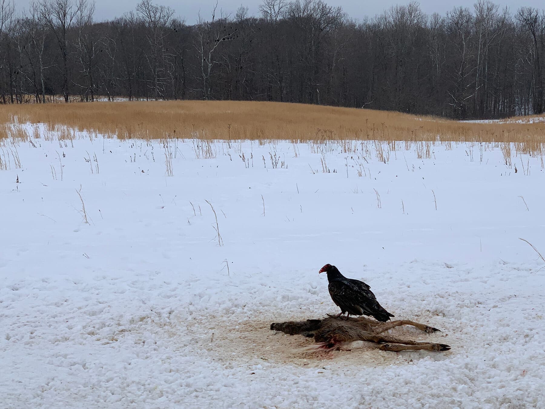Turkey vulture winter carrion